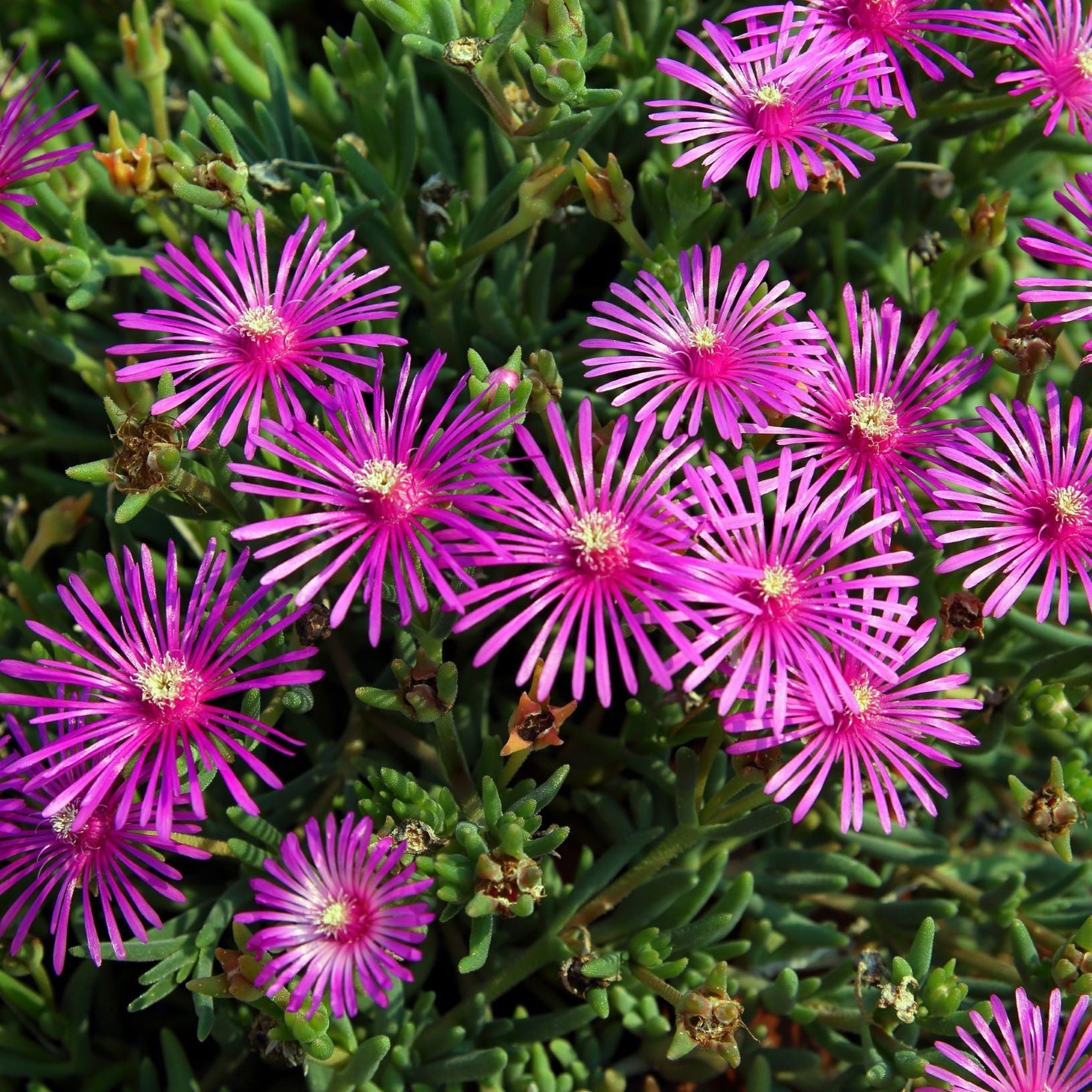Delosperma Cooperi 9cm
