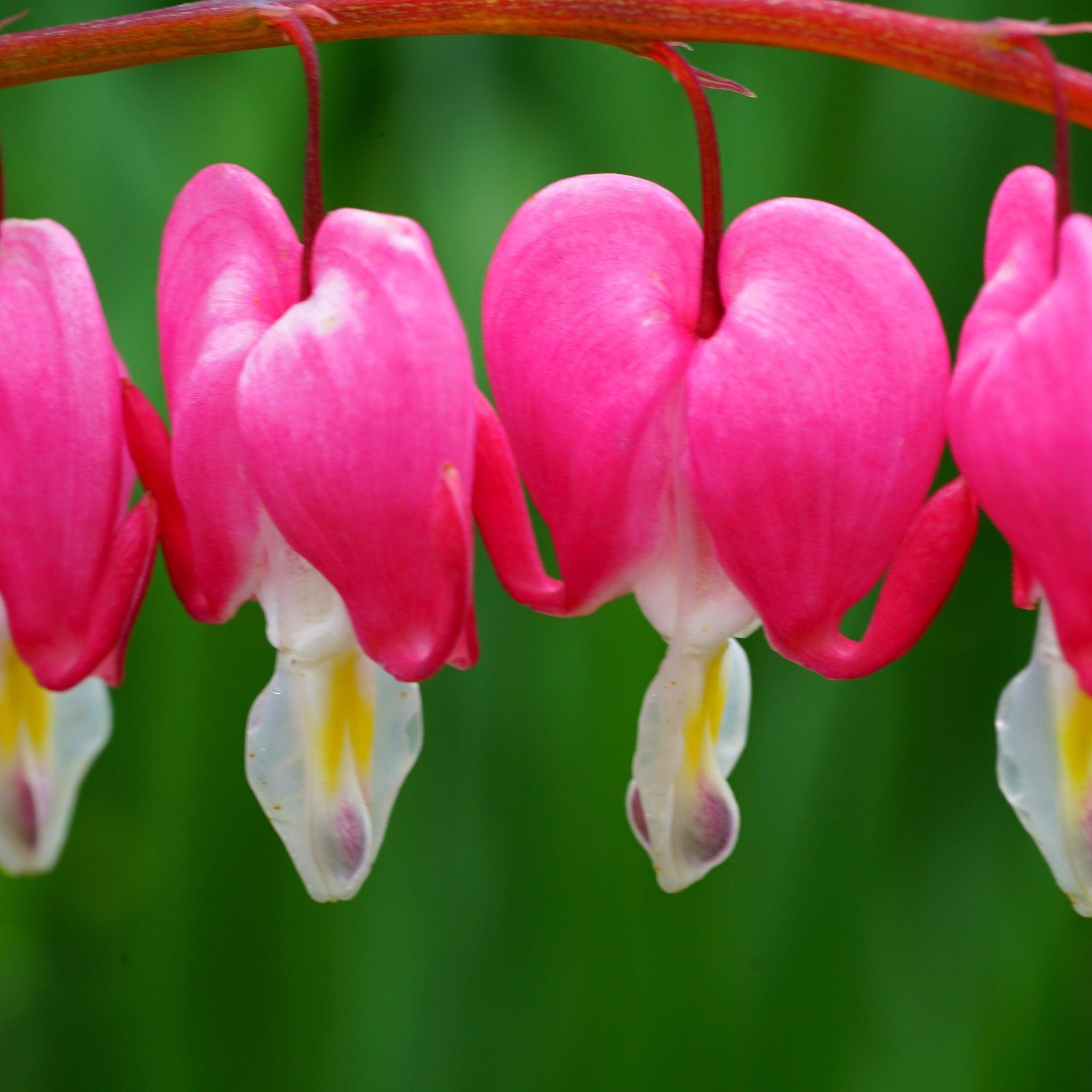5 Perennials for a Shady Site
