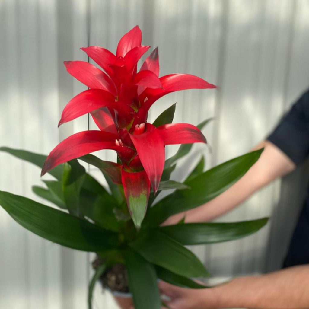 Guzmania amaretto - Red