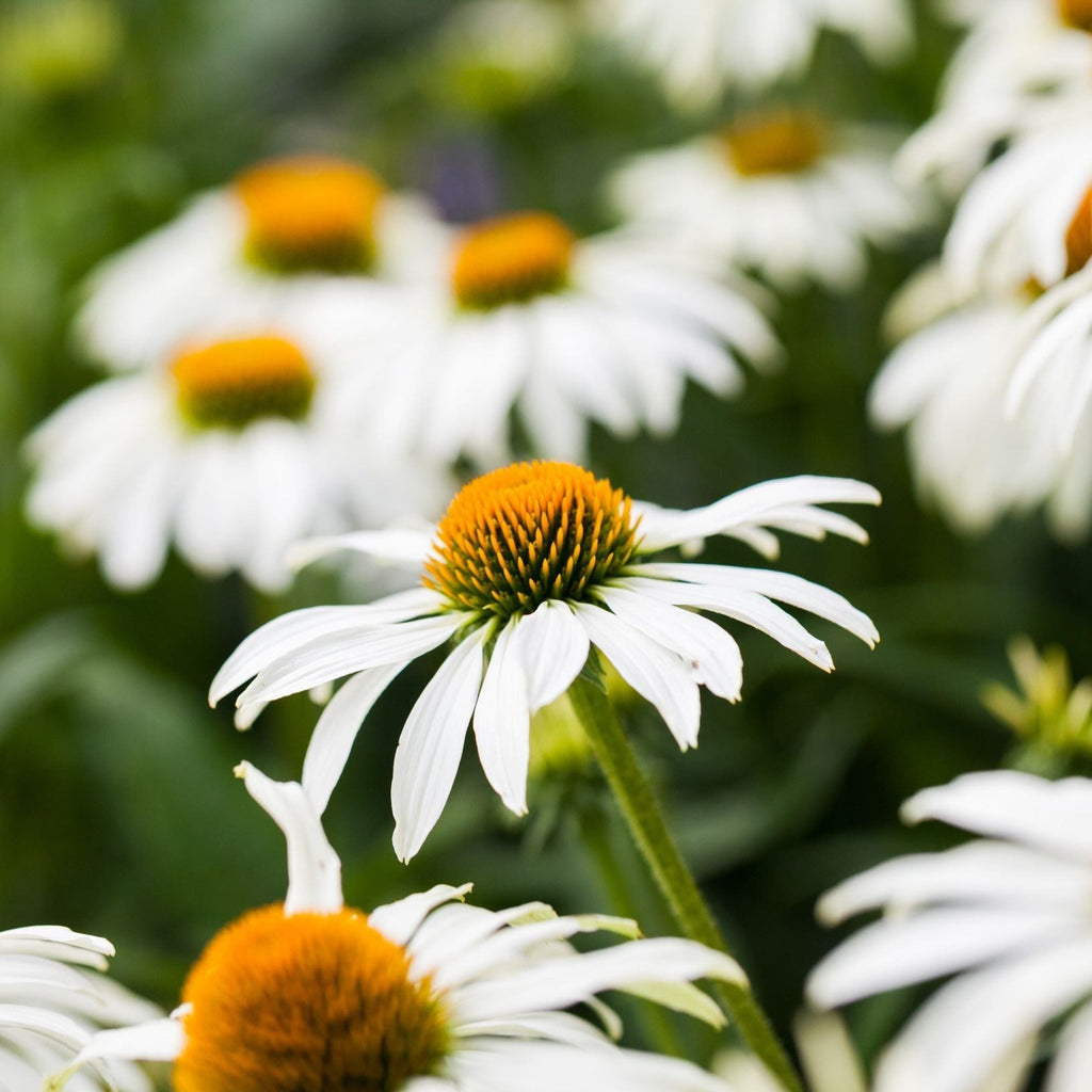 Echinacea purpurea 'PowWow' White 1.5L