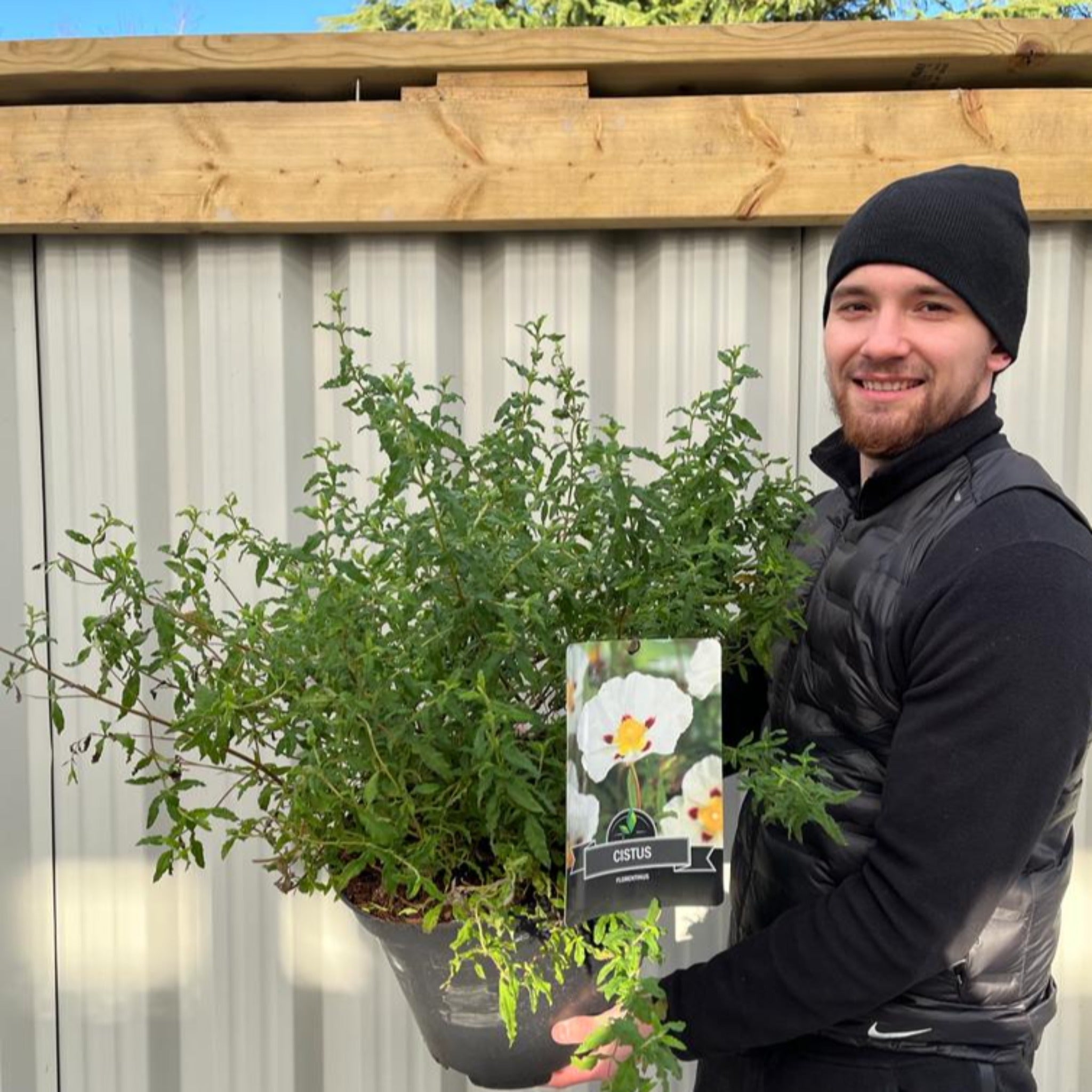 Cistus x Florentinus Rock Rose 10L