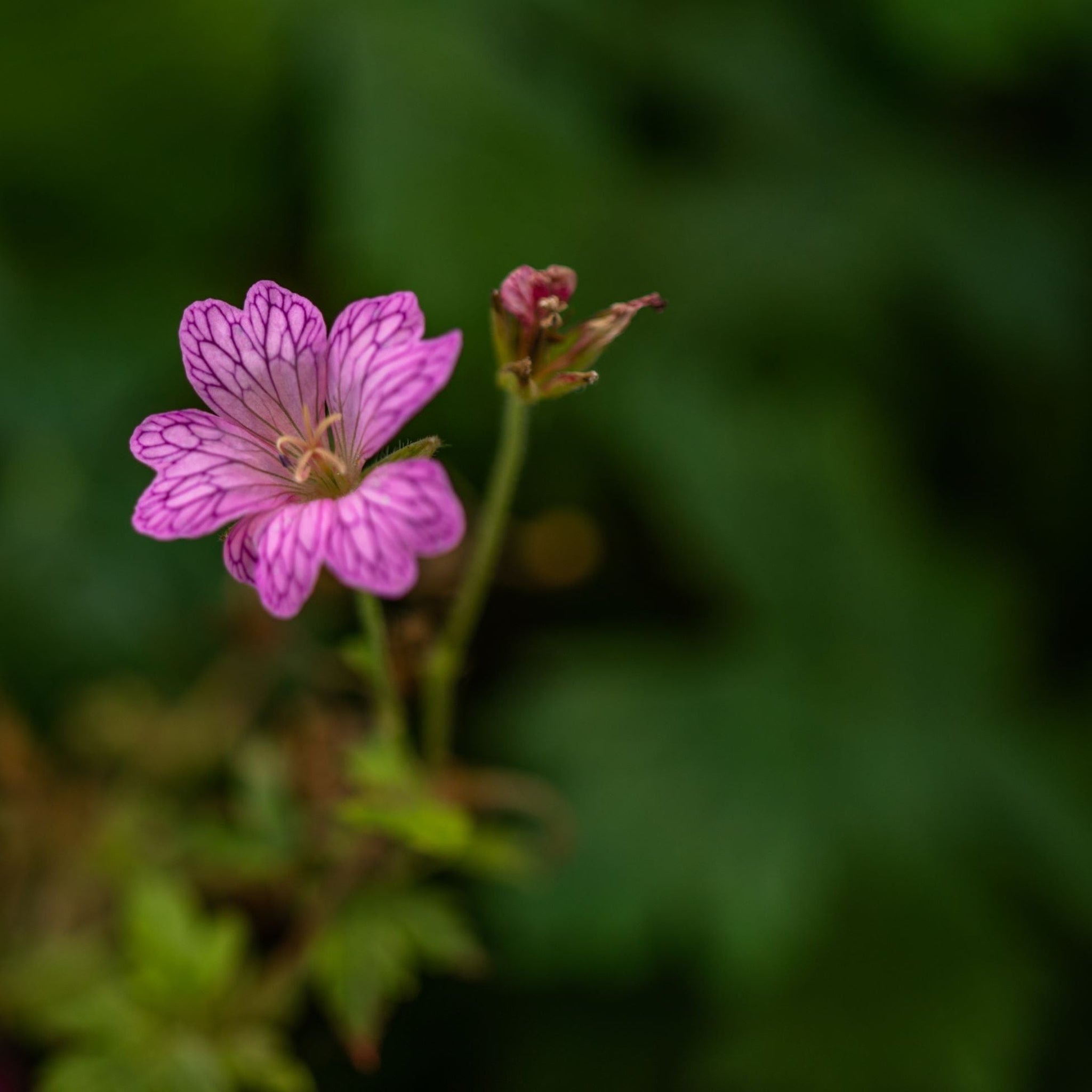 Erodium 'Bishops Form' 9cm