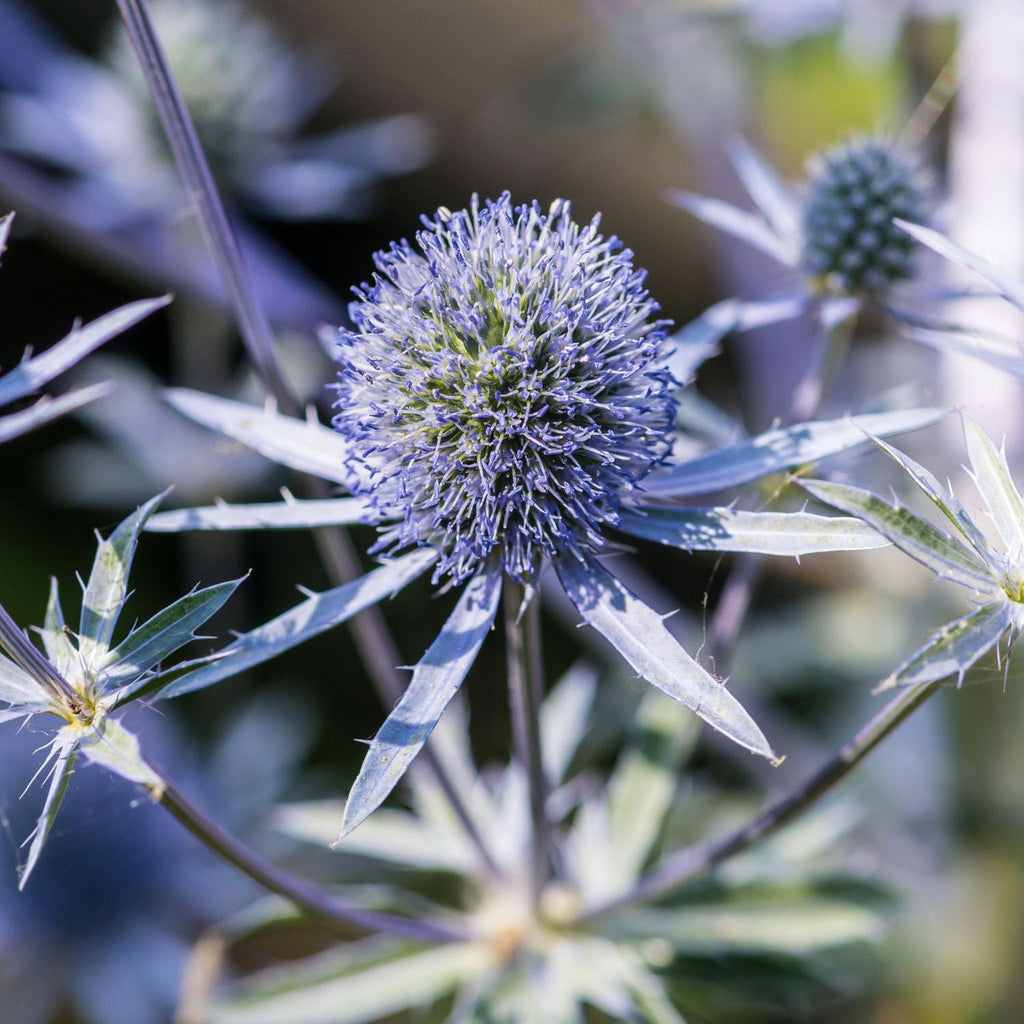 Eryngium 'Blue Hobbit' 9cm / 2L
