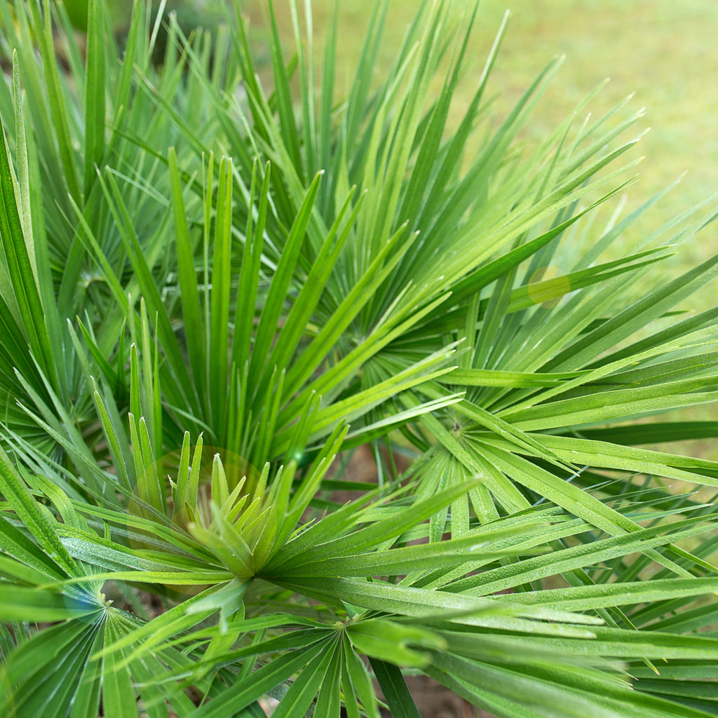 Chamaerops humilis - Hardy Fan Palm (2 Sizes Available)