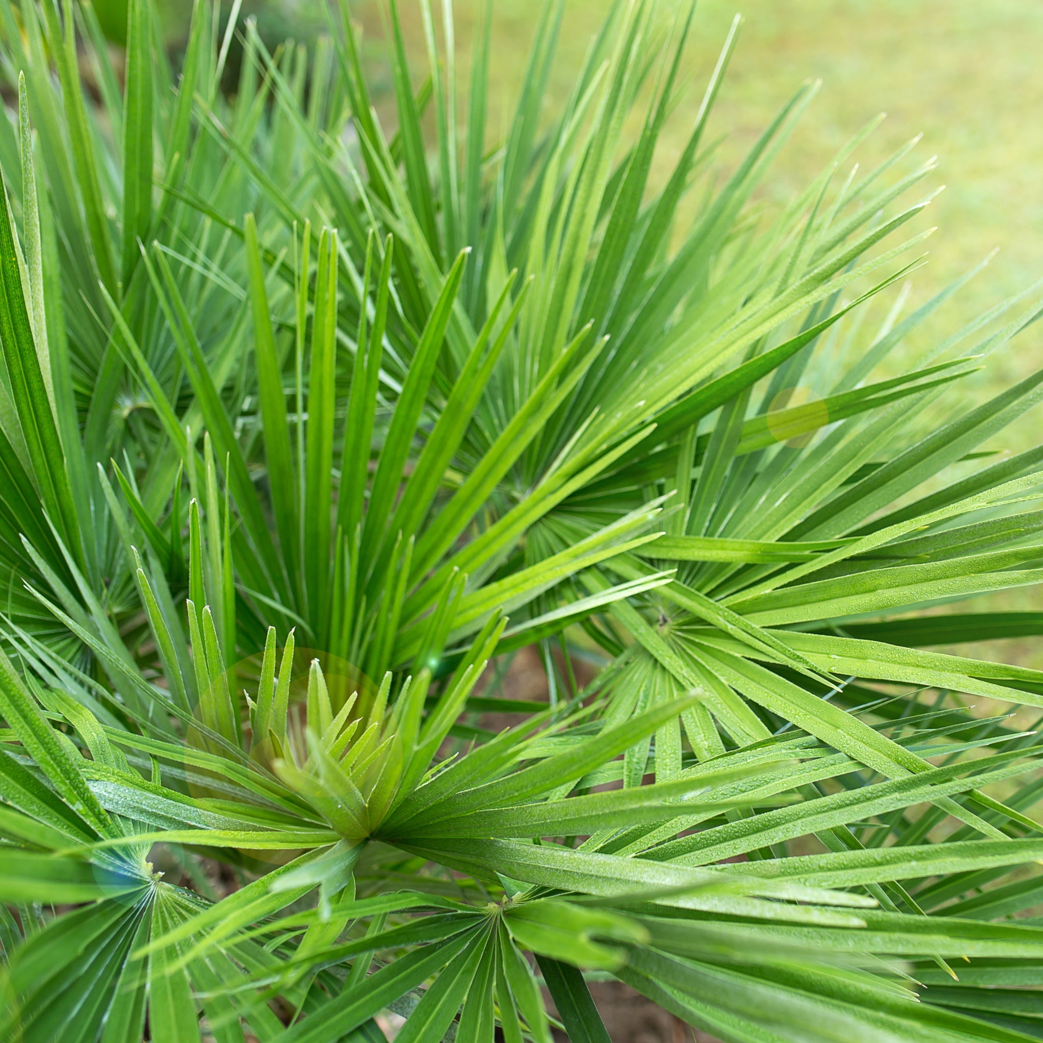 Chamaerops humilis - Hardy Fan Palm (2 Sizes Available)