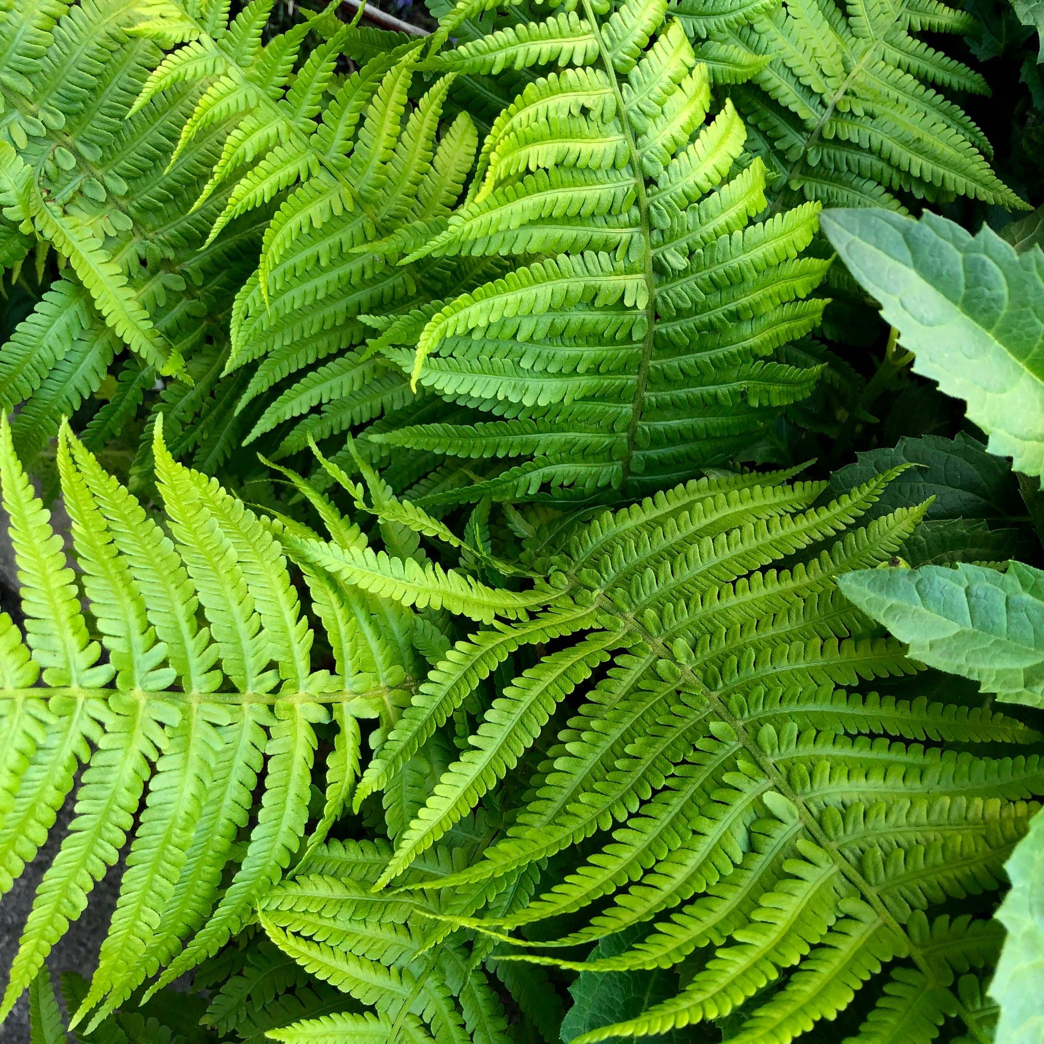 Ferns Polystichum (11cm Growers Pot)