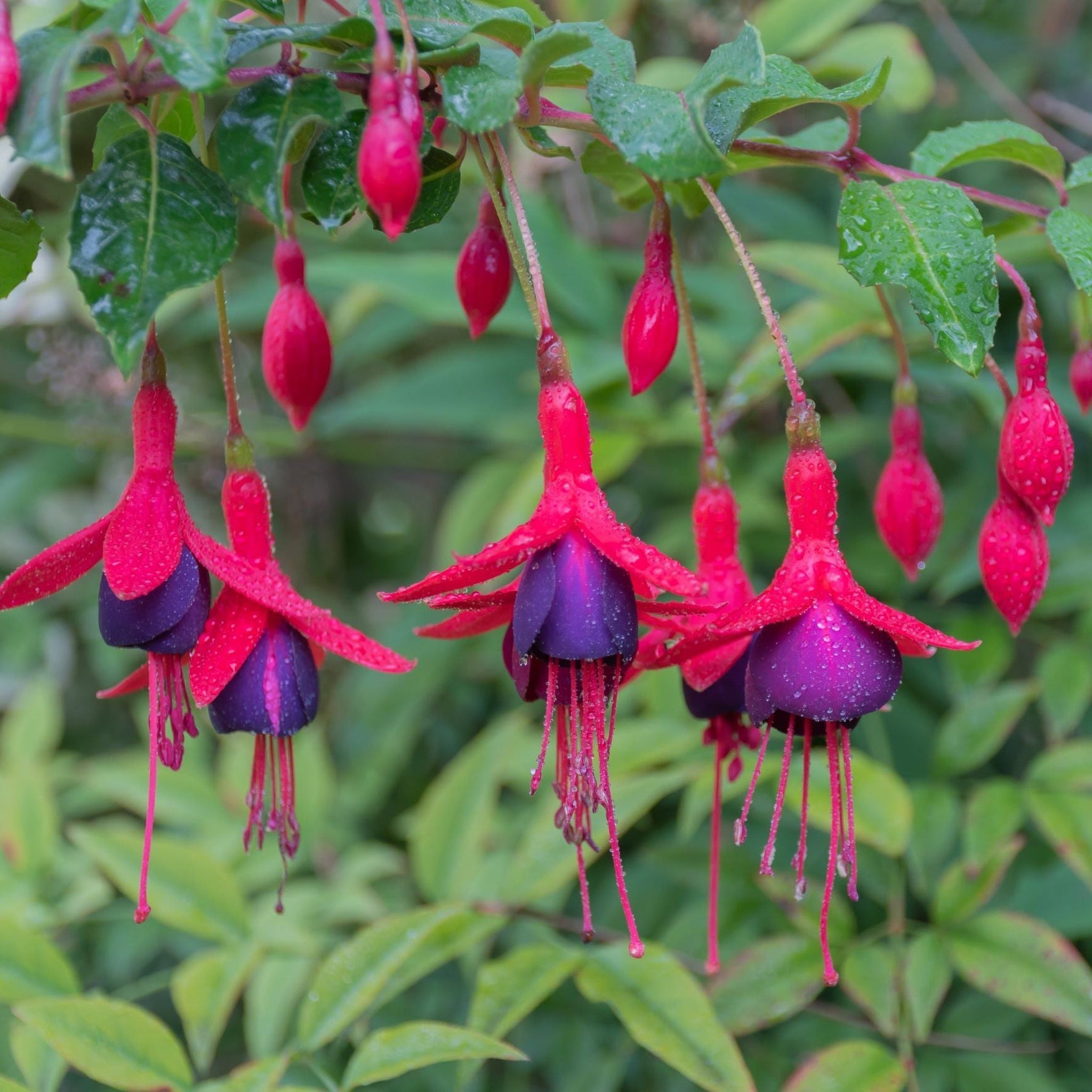 Hardy Fuchsia | Lost Label | 2L/3L