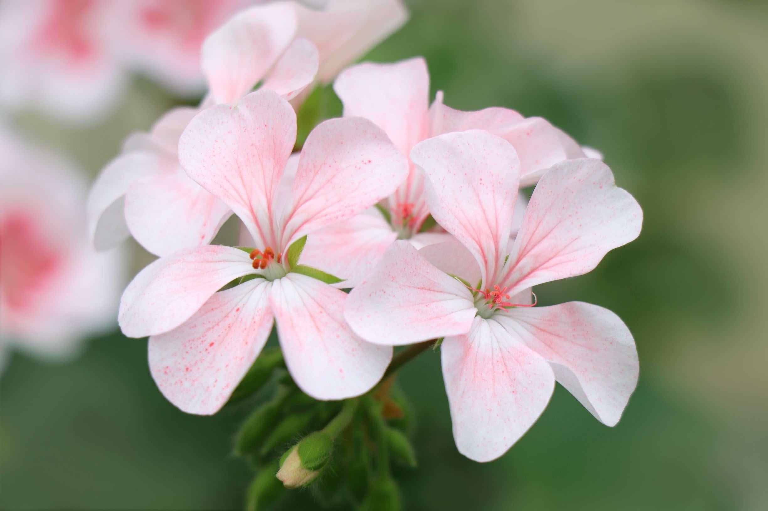 Scented White Geranium 'Cola-Lemon'