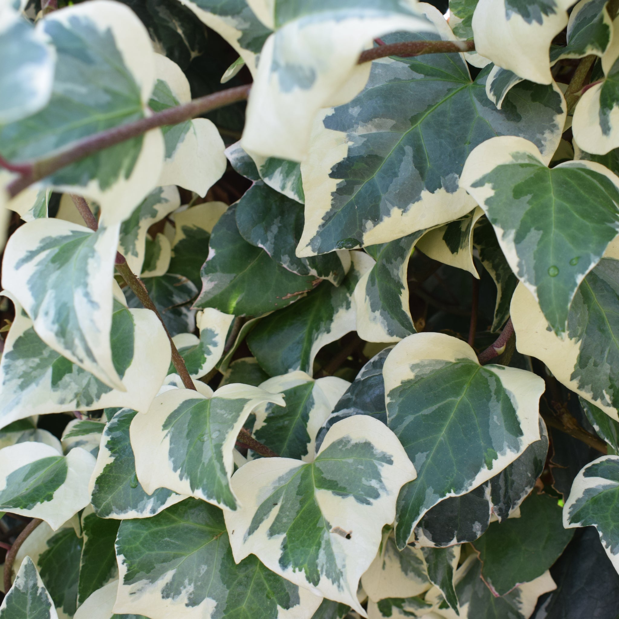 Hedera Helix 'Marginata Elegantissima' Climbing Ivy 1m