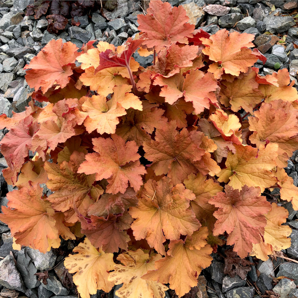 Heuchera 'Marmalade' 2L