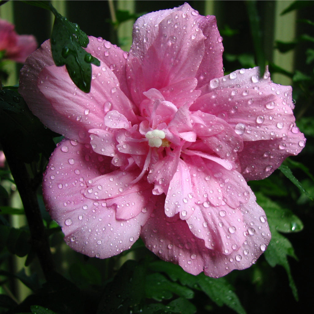 Hibiscus Syriacus 'Ardens' - Pink