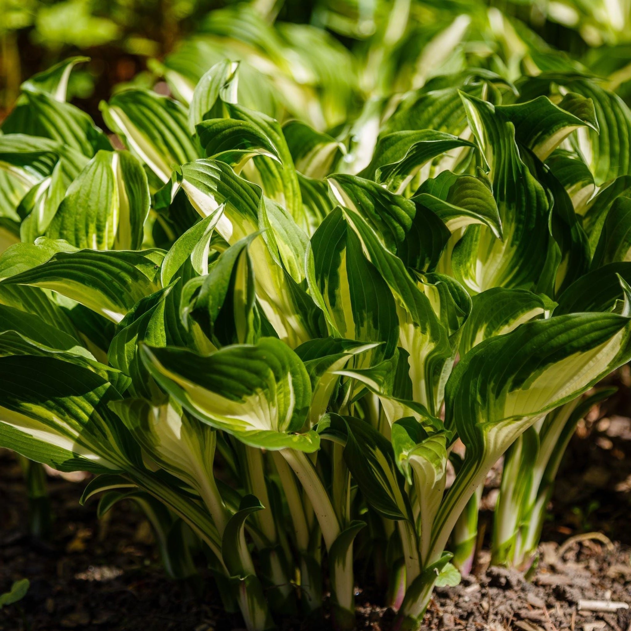 Hosta 'Albopicta' 2L