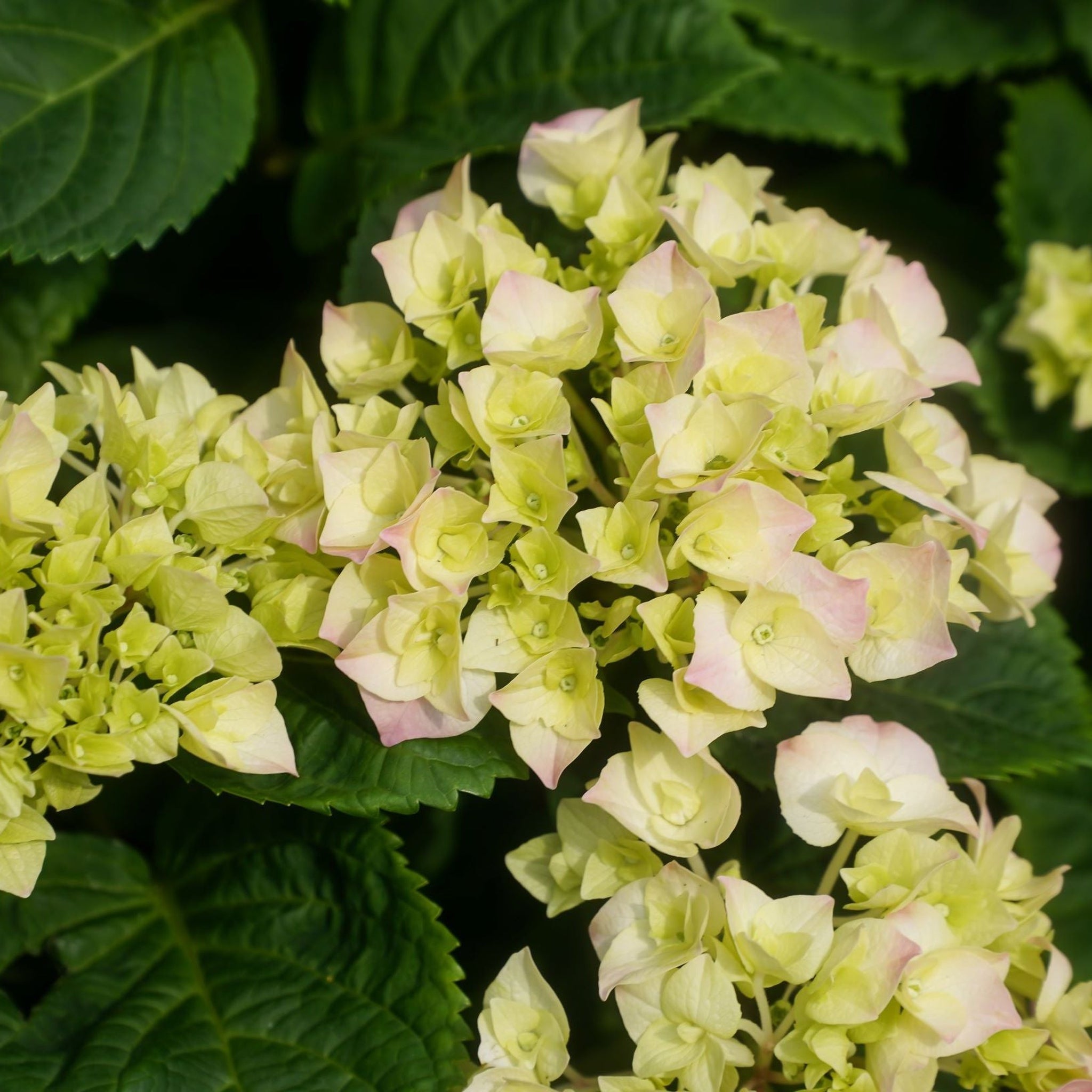 Hydrangea macrophylla 'Caipirinha' 5L
