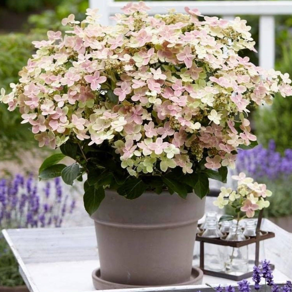 Hydrangea paniculata Switch 'Polestar' 'Ophelia' 9cm / 3L