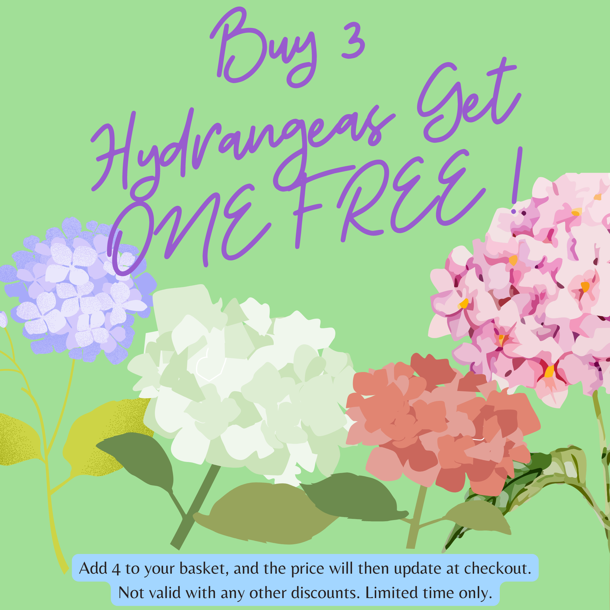 Hydrangea arborescens 'Strong Annabelle Pink' 3L