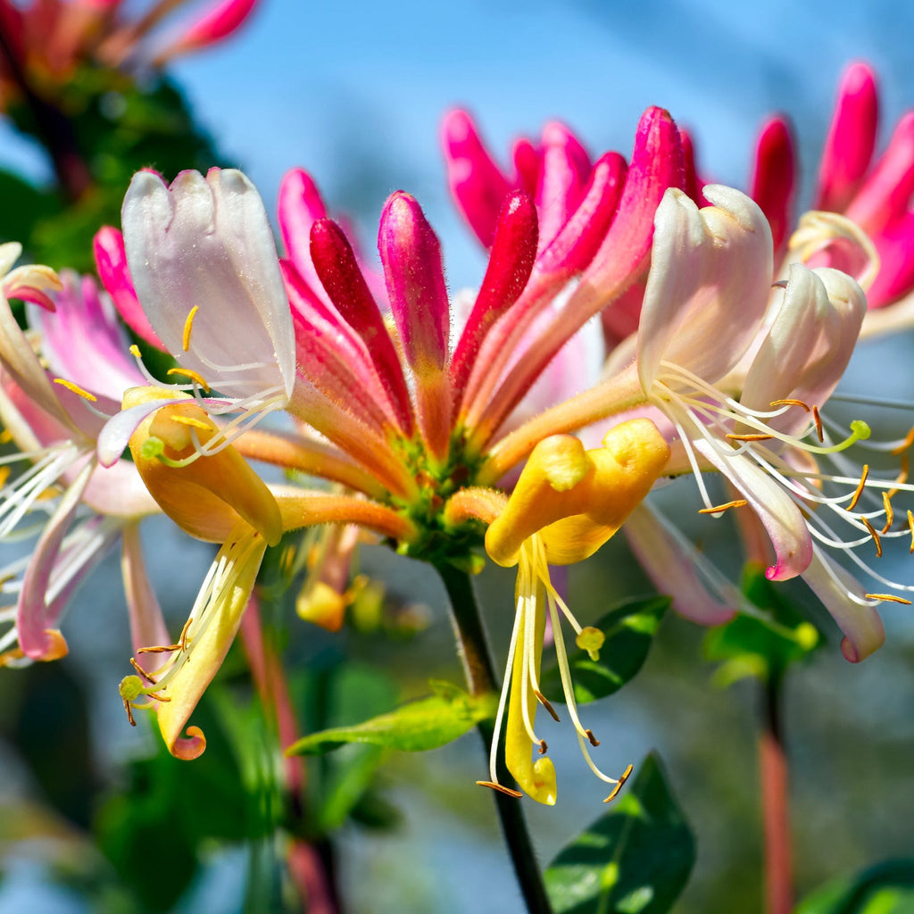 Honeysuckle 'GoldFlame' | Lonicera japonica 60-70cm