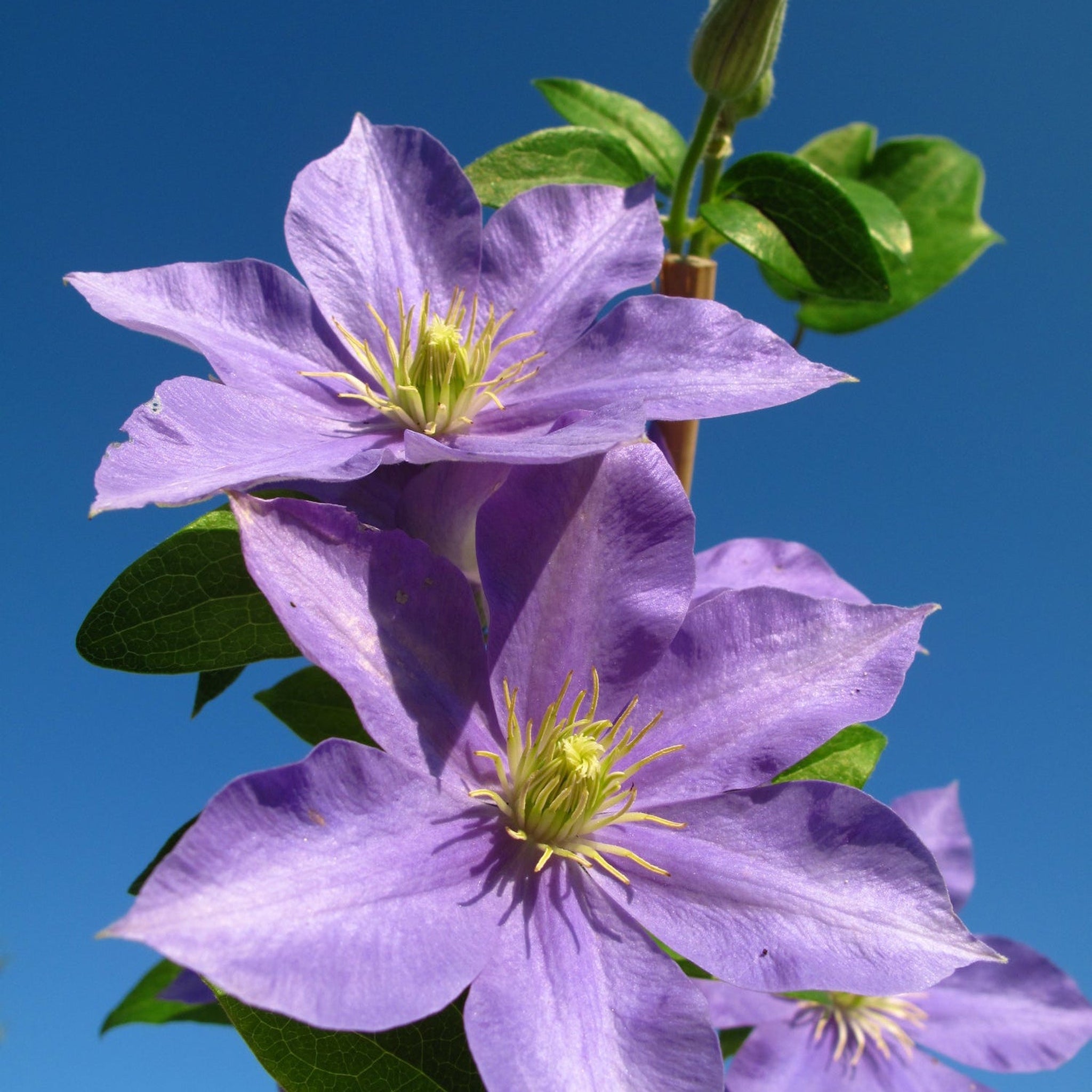 Clematis Hybrid 'Justa' 50cm
