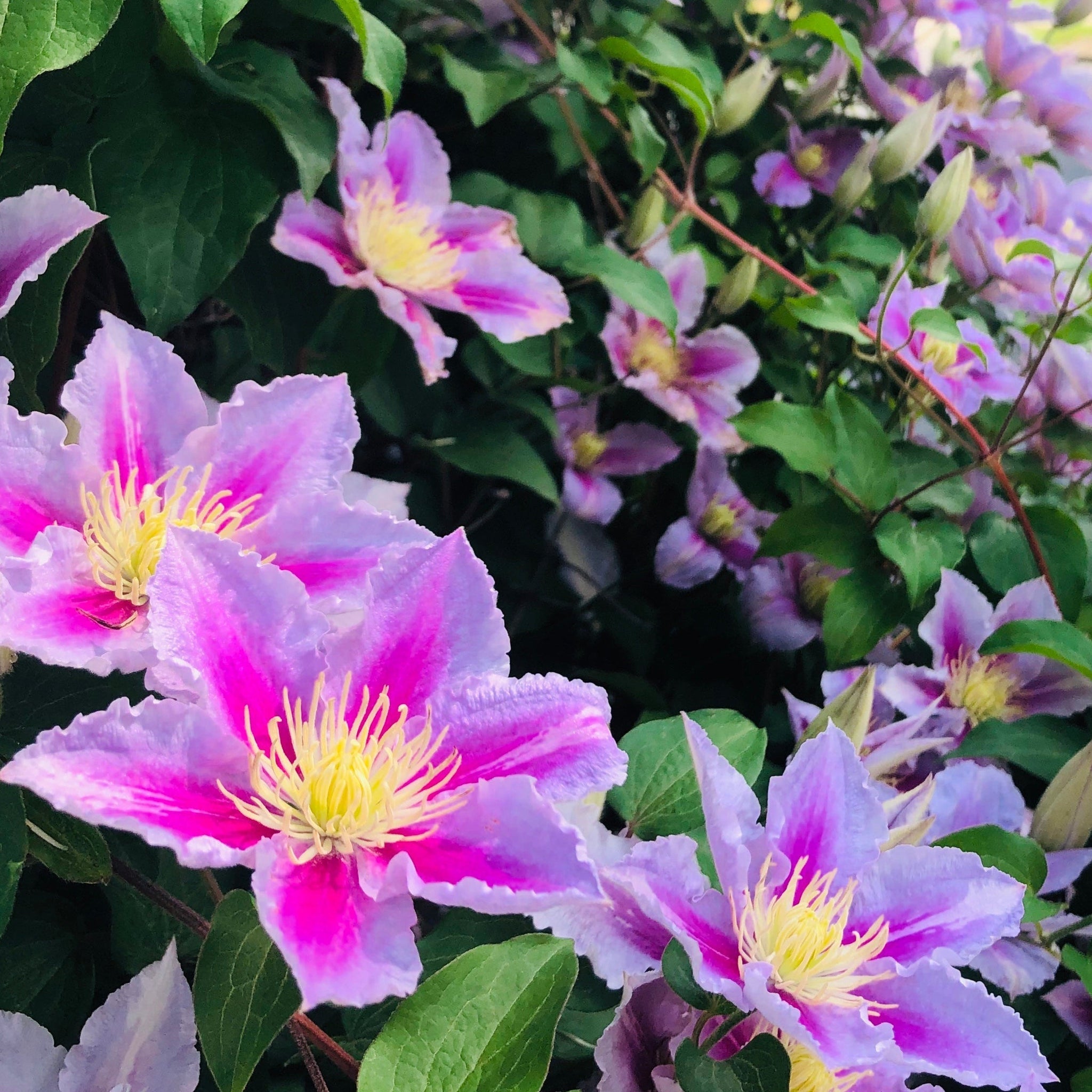 Clematis 'Piilu' 80cm Cane