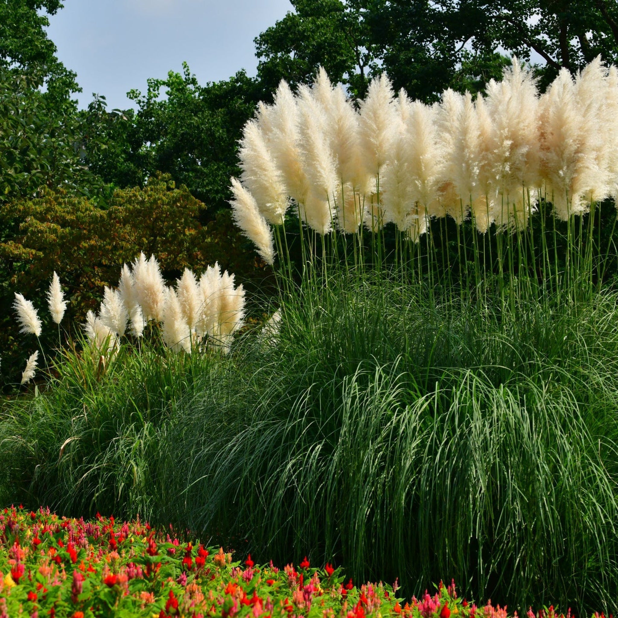 Cortaderia selloana 'Mini Pampas' | Pampas Grass | 2L
