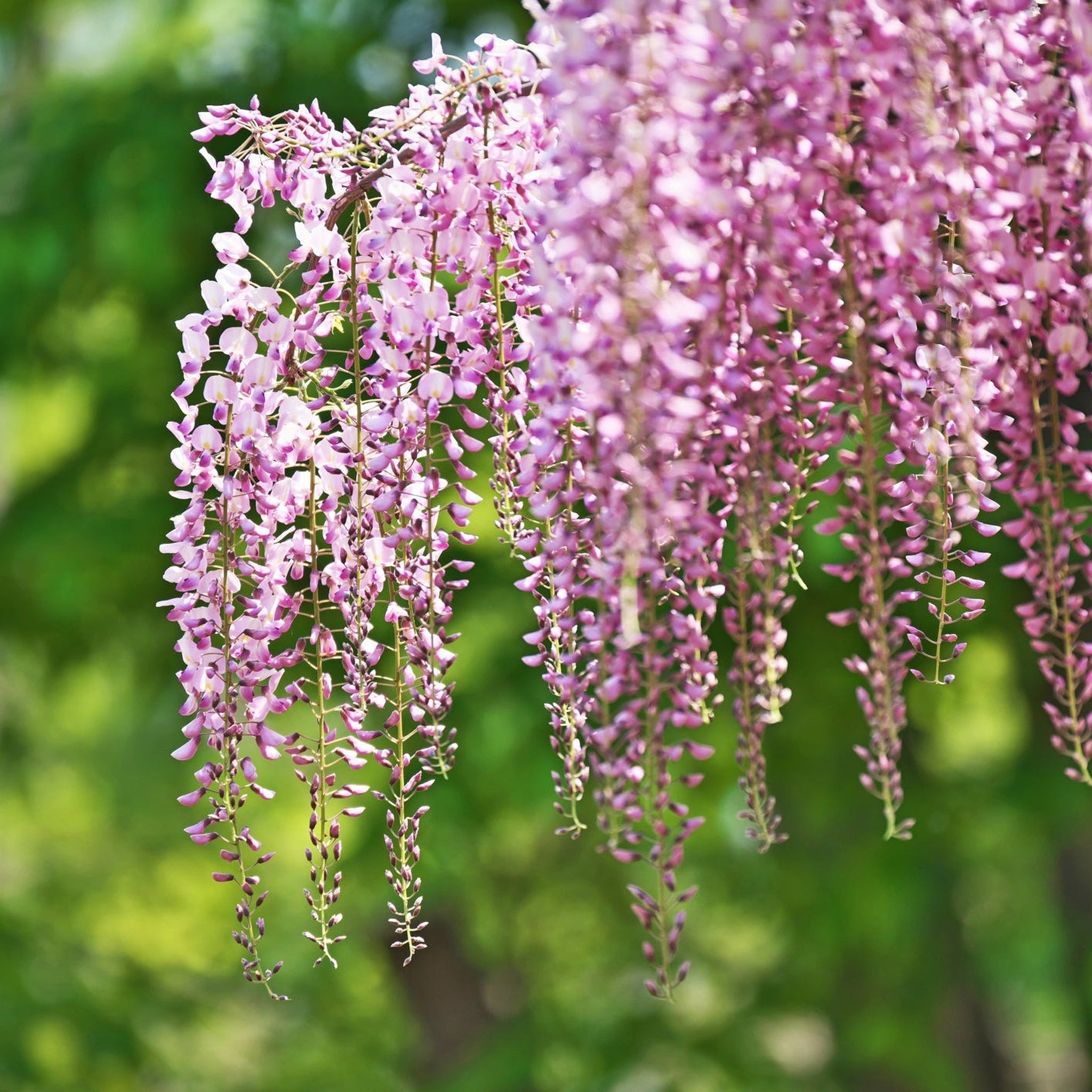 Wisteria floribunda 'Rosea' (Pink) 60cm