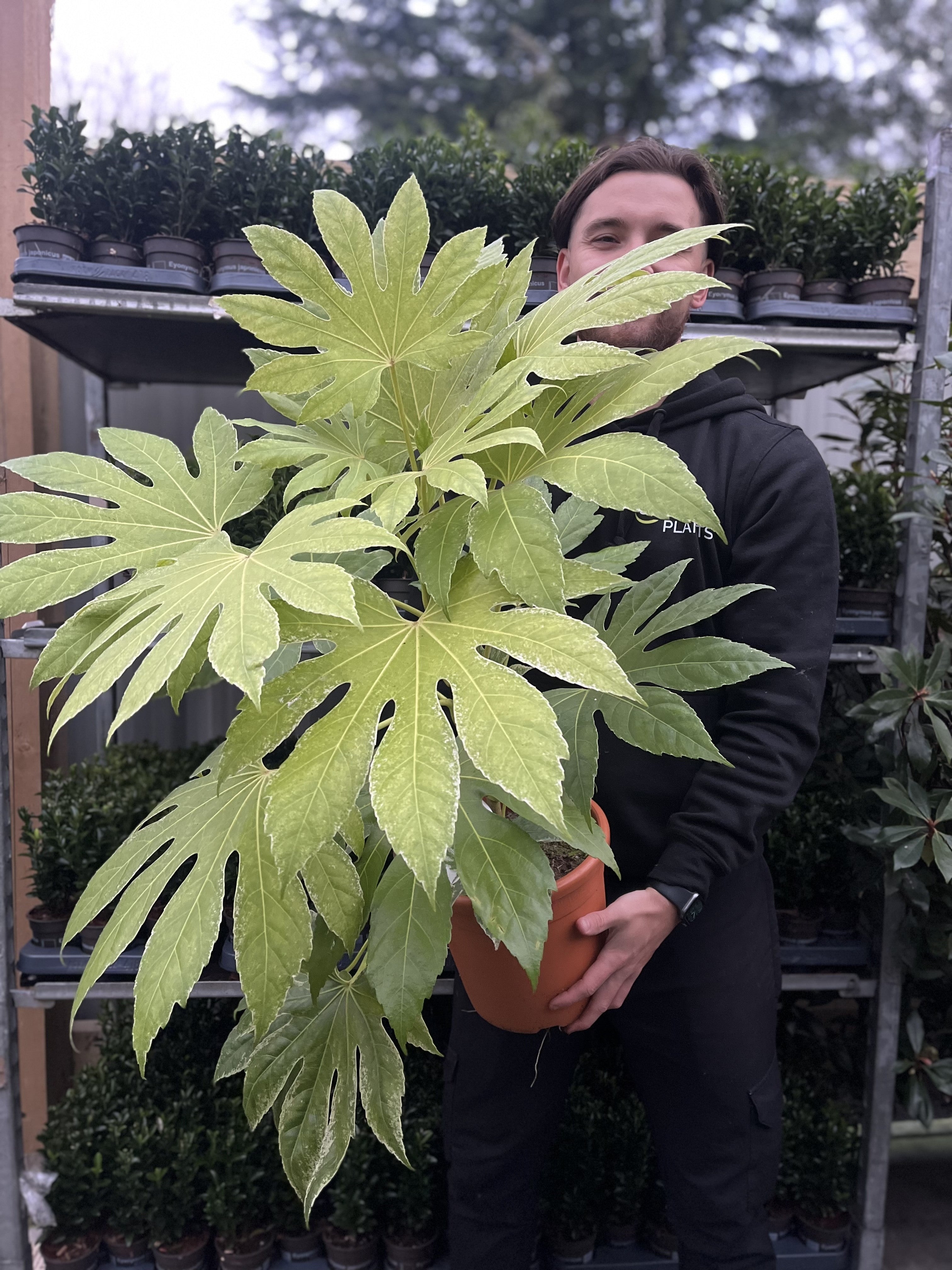 Fatsia japonica 'Spider's Web' 9cm-7.5L