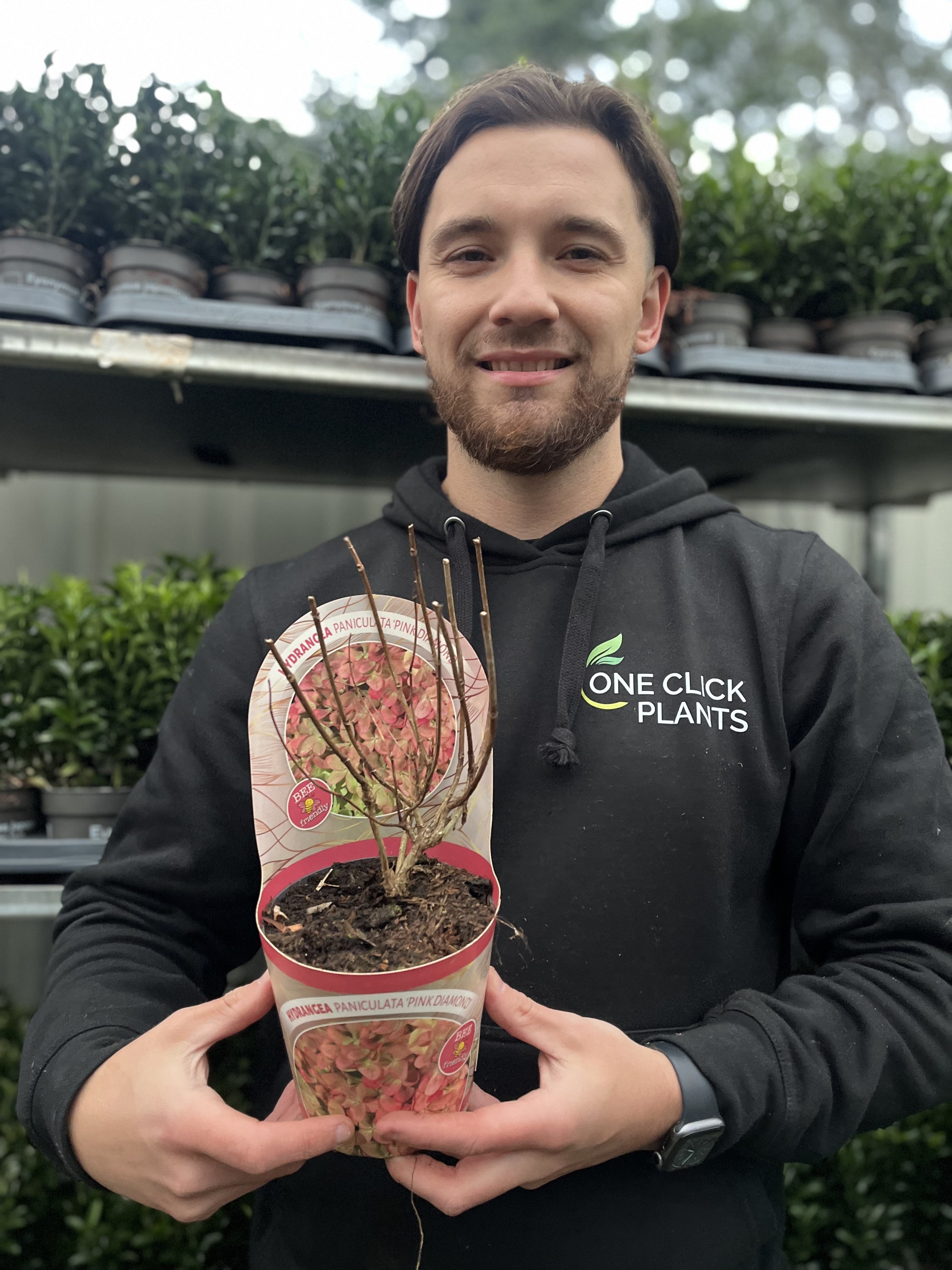 Hydrangea paniculata 'Pink Diamonds' 1/2L