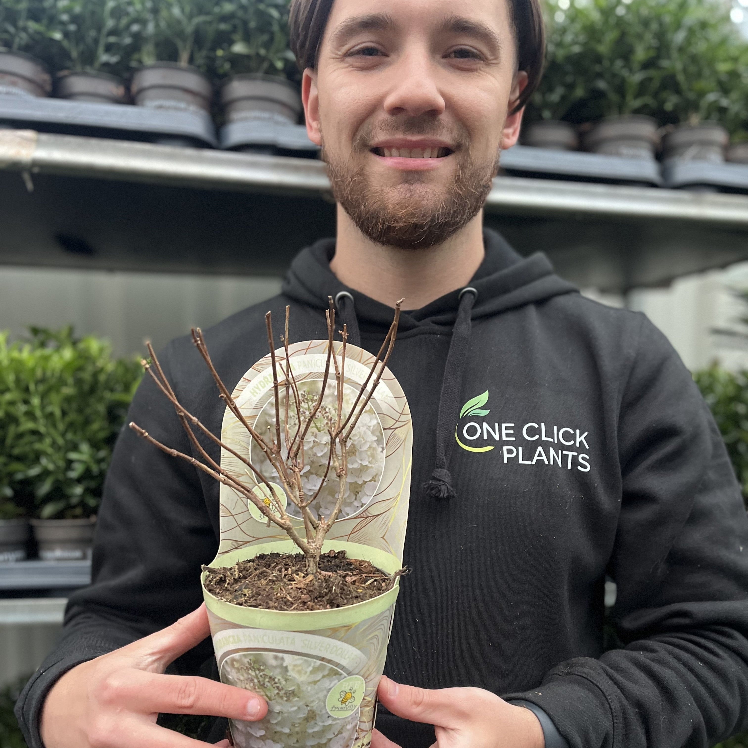 Hydrangea paniculata 'Silver Dollar' 1.5/10L