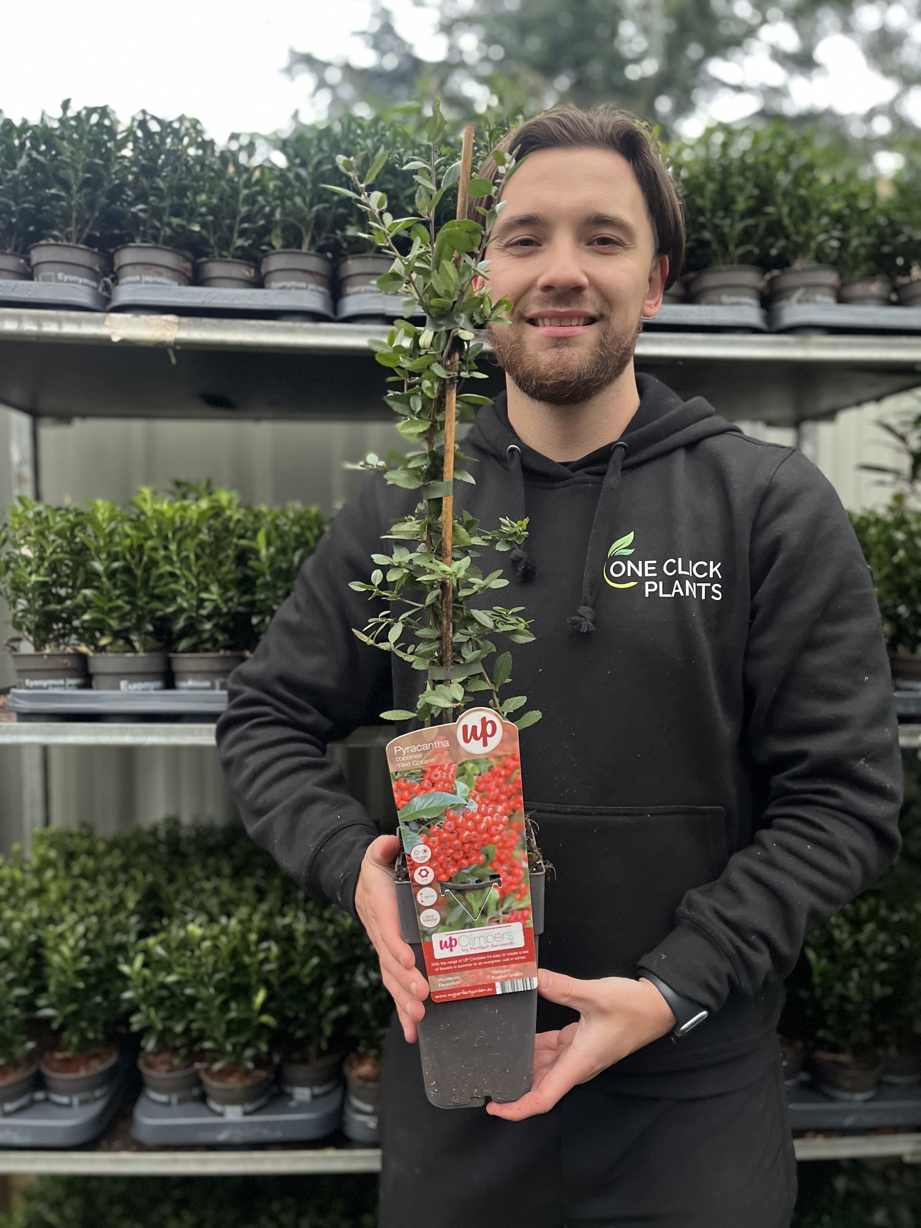 Pyracantha coccinea 'Red Column' 1L/2L