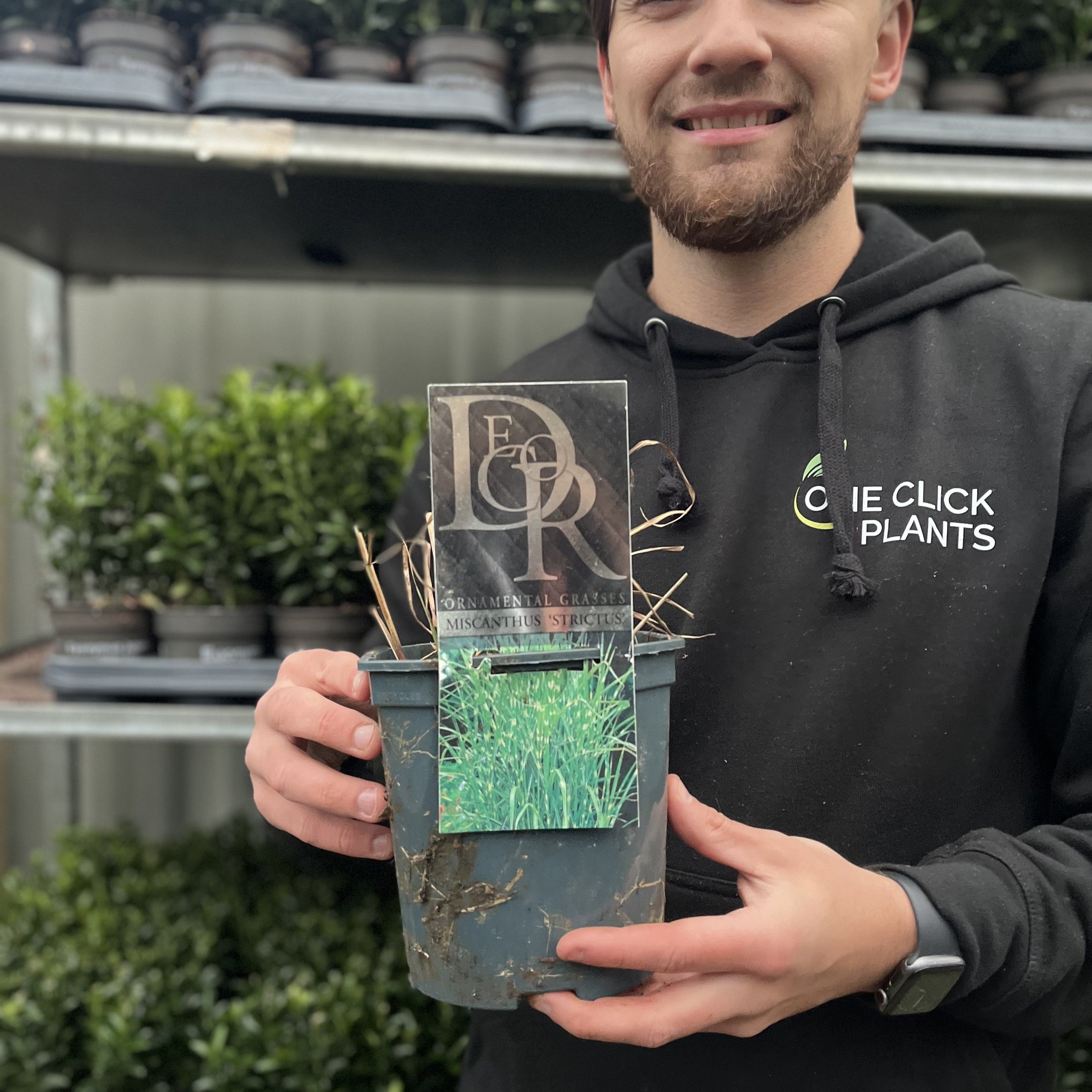 Miscanthus sinensis ‘Strictus’ 2L