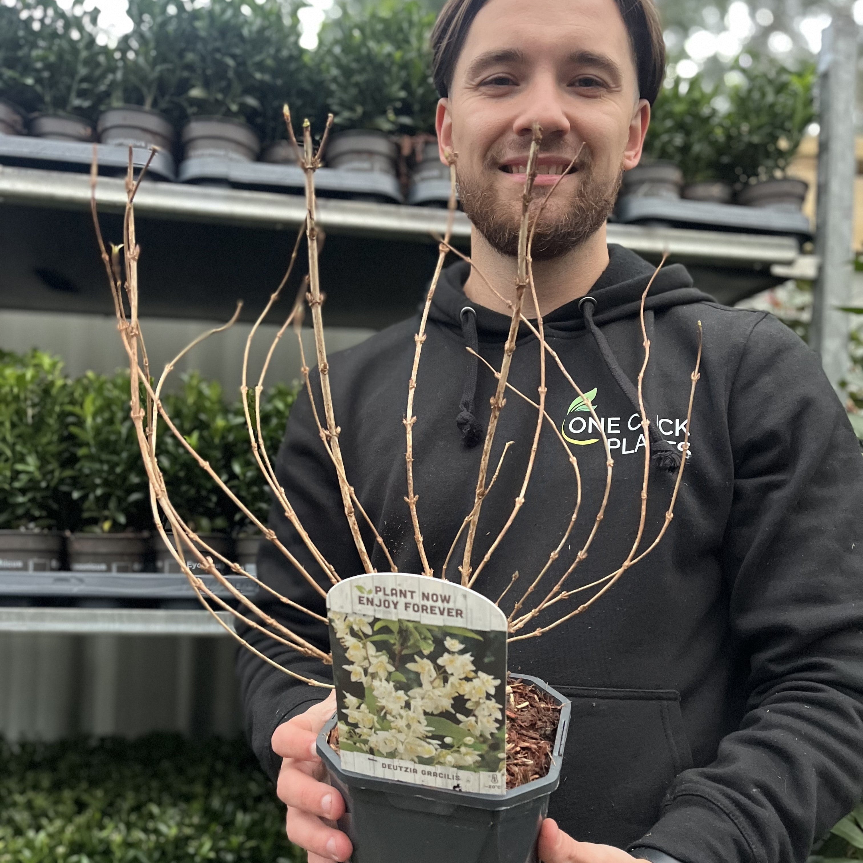 Deutzia gracilis 1L/2L