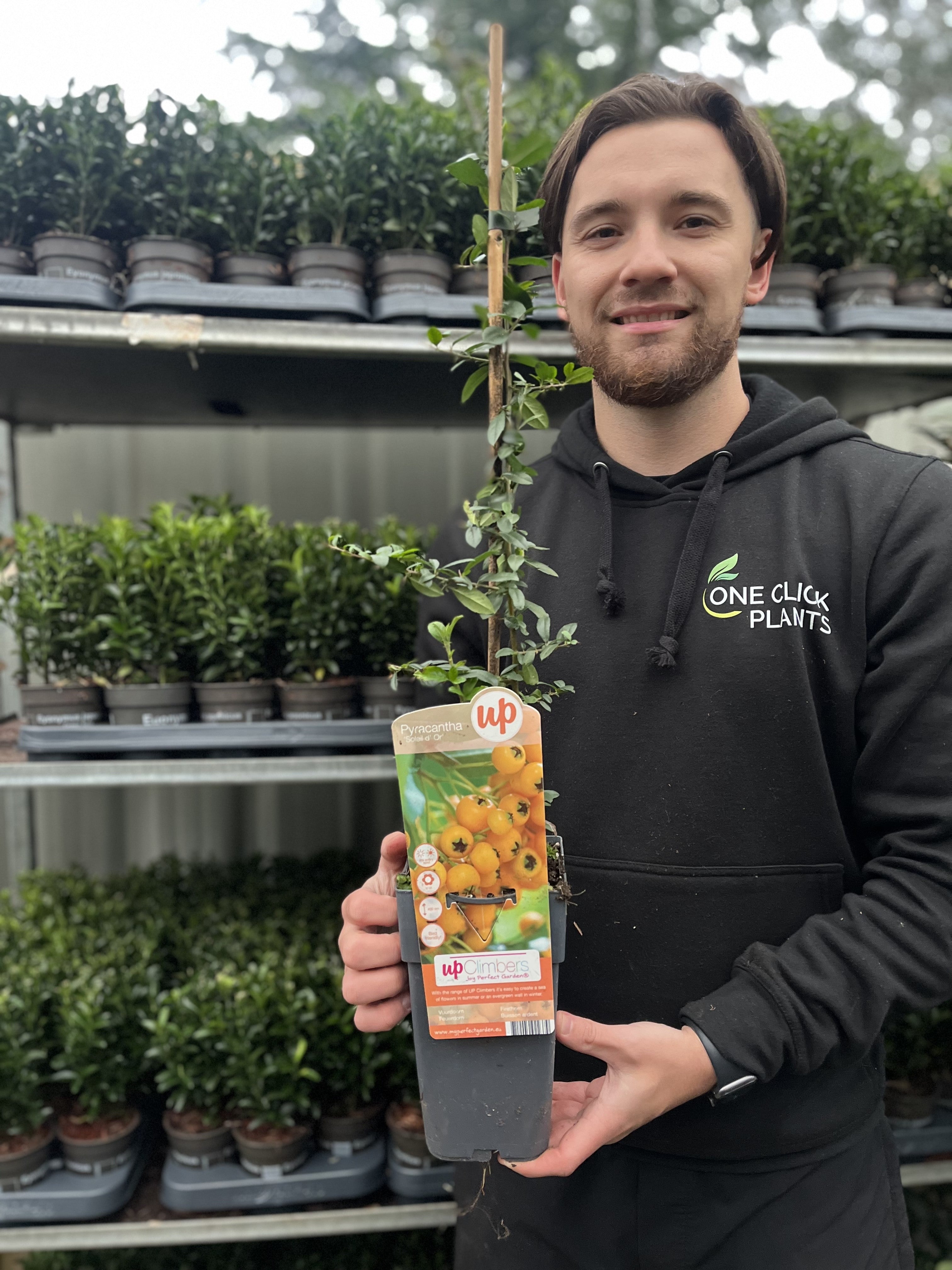 Pyracantha 'Soleil D'or' 1L/2L