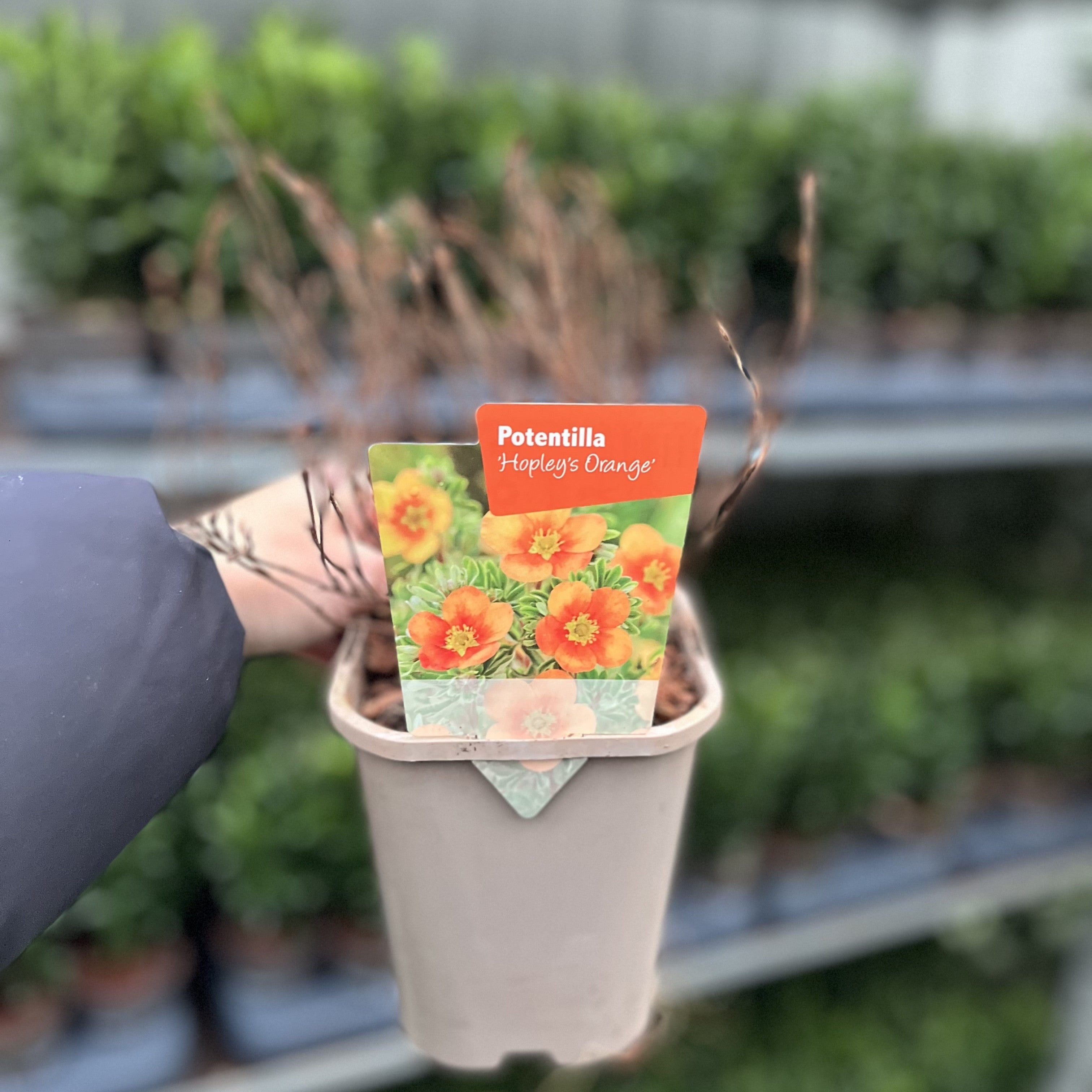 Potentilla fruticosa 'Hopleys Orange' 1L