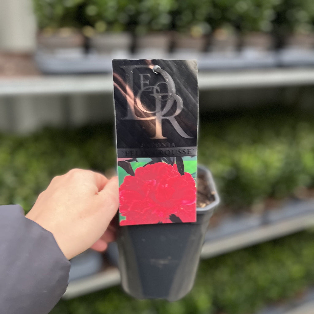 Peony ‘Felix Crousse’ 1L