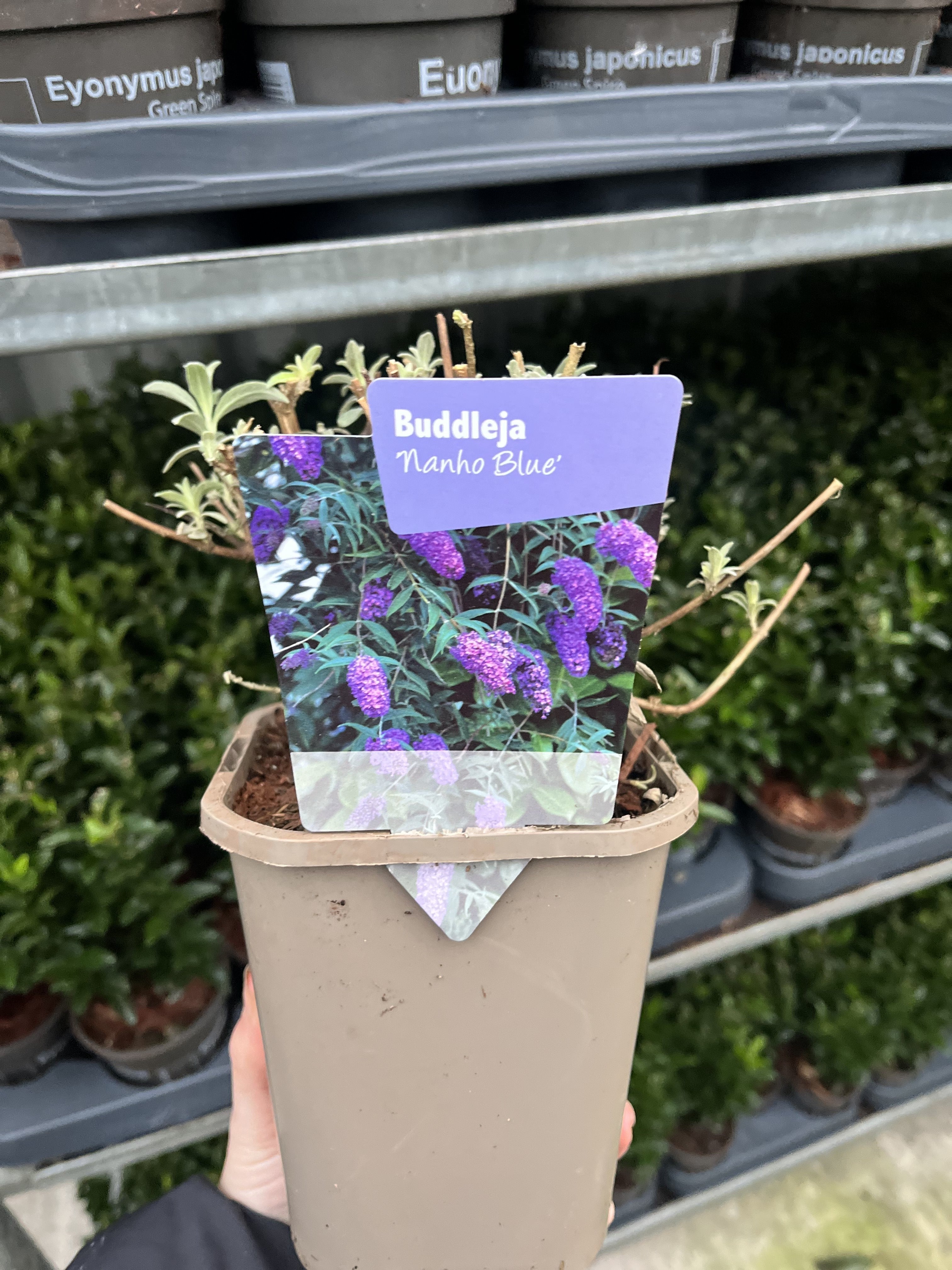 Buddleja davidii 'Nanho Blue' 1L