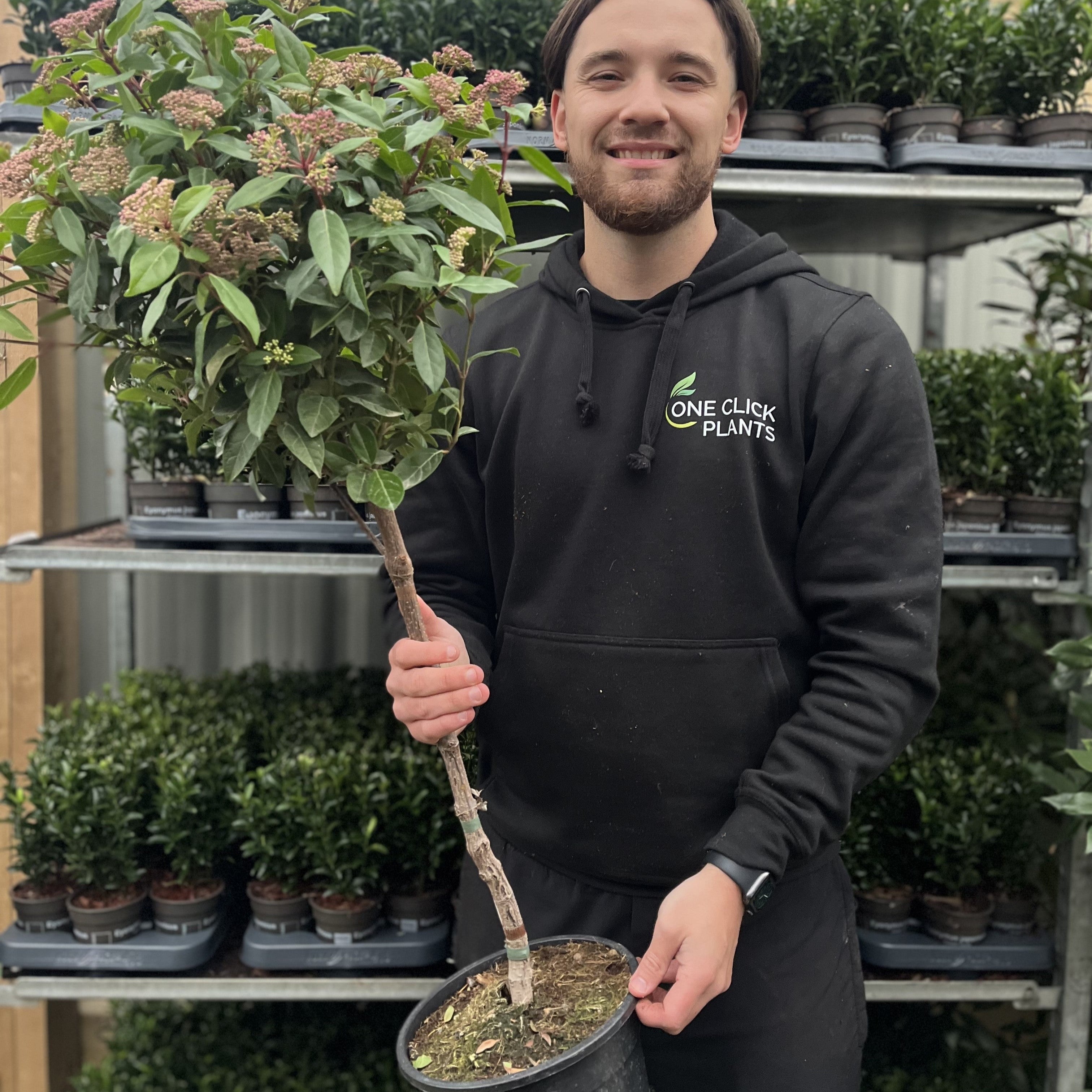 Viburnum tinus Patio Tree 90-100cm