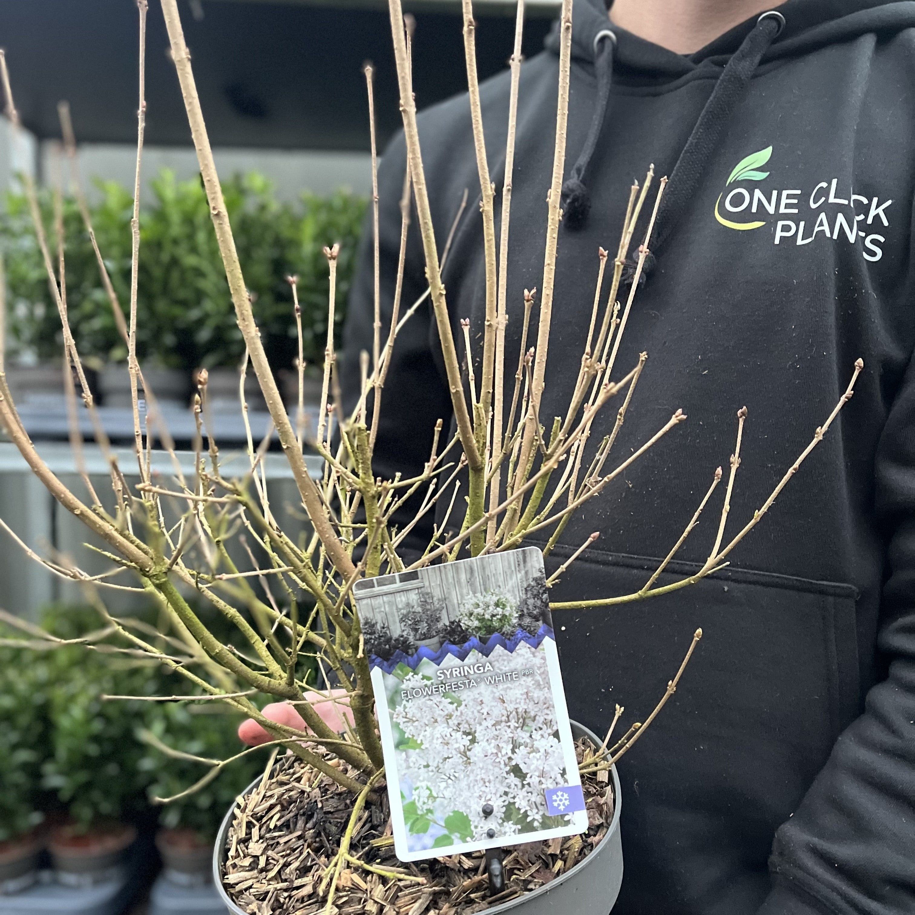 Syringa 'Flowerfesta White' Mini/Dwarf Lilac 4.5L