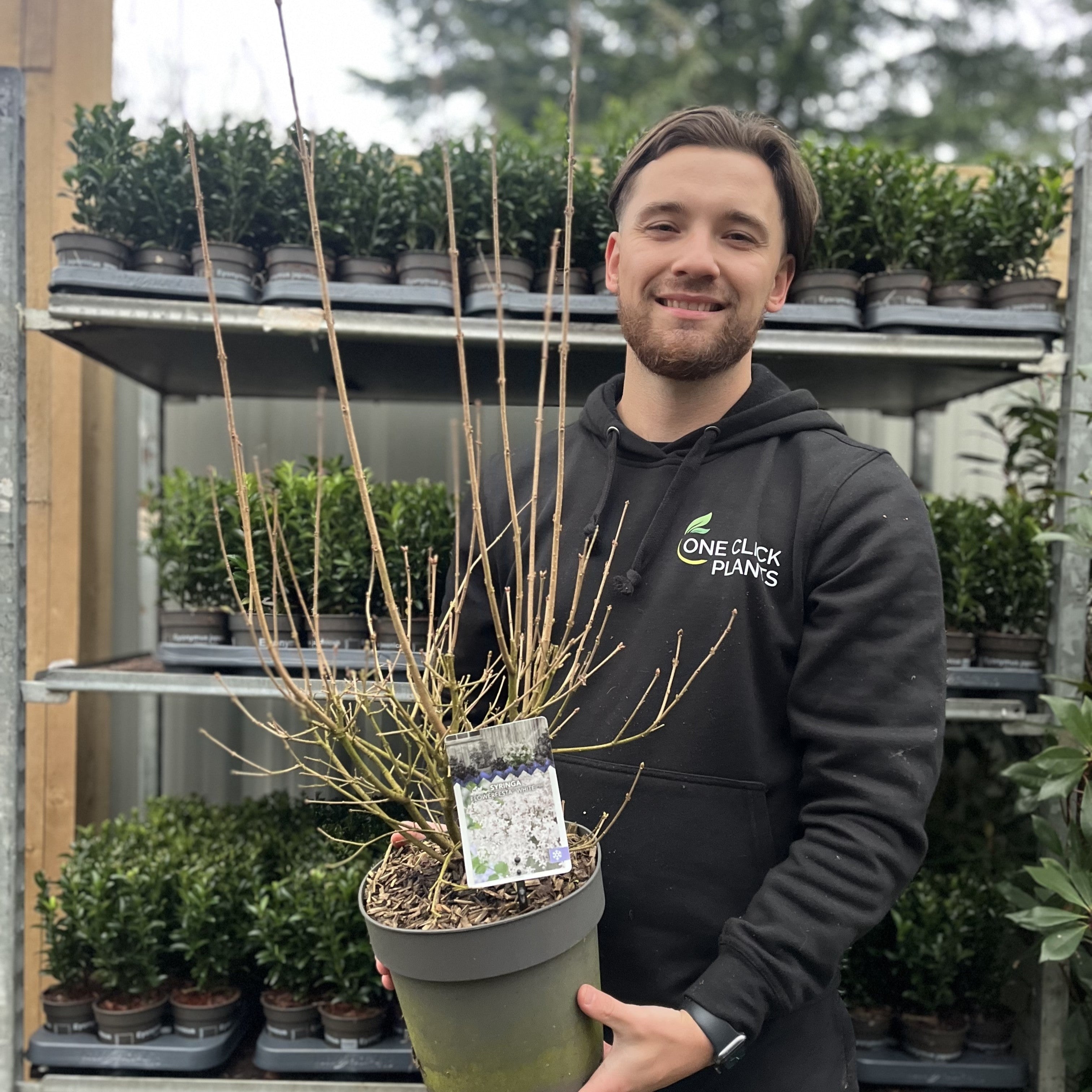 Syringa 'Flowerfesta White' Mini/Dwarf Lilac 4.5L