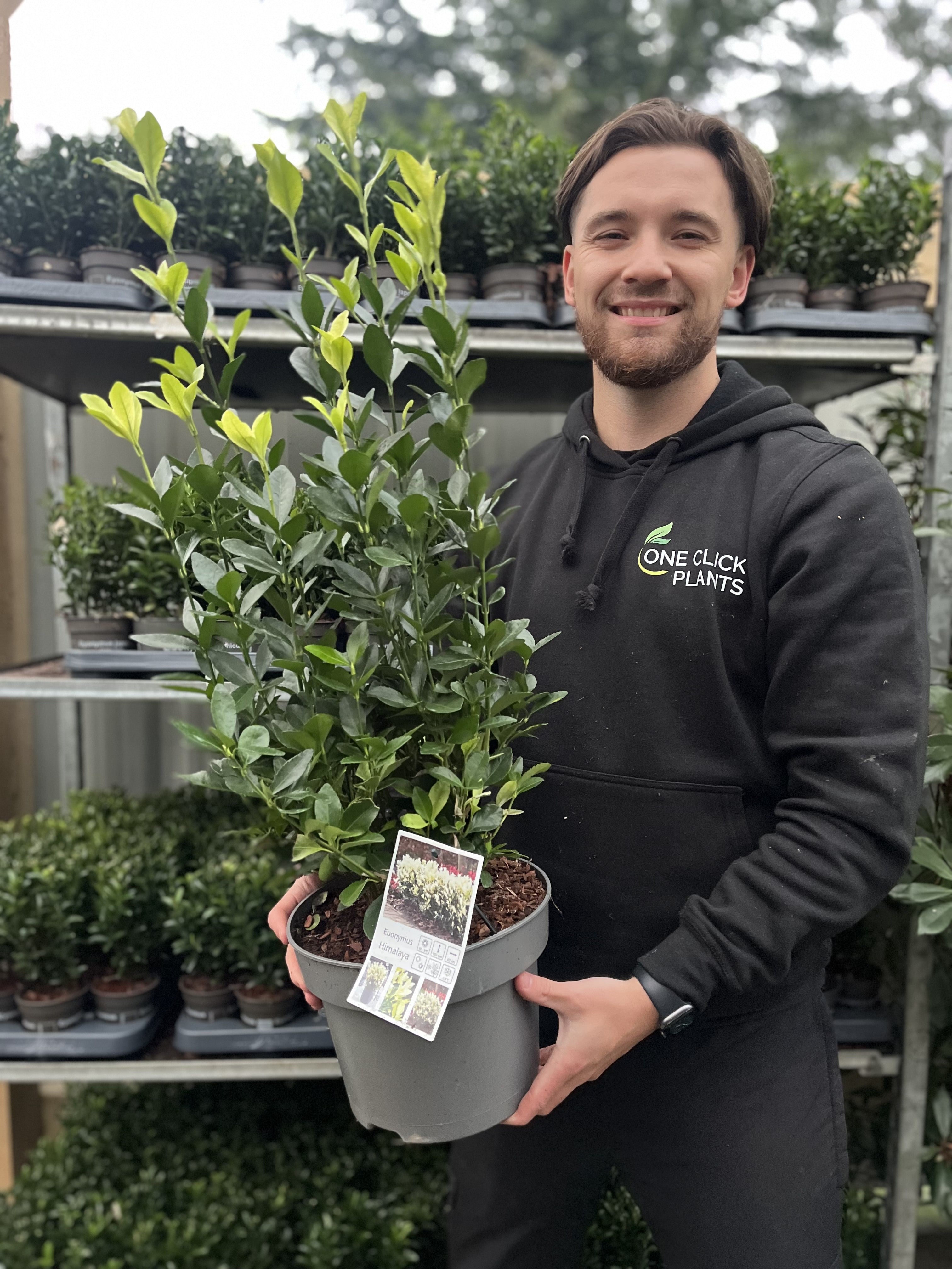 Euonymus japonica 'Himalaya' 9cm/2L/5L