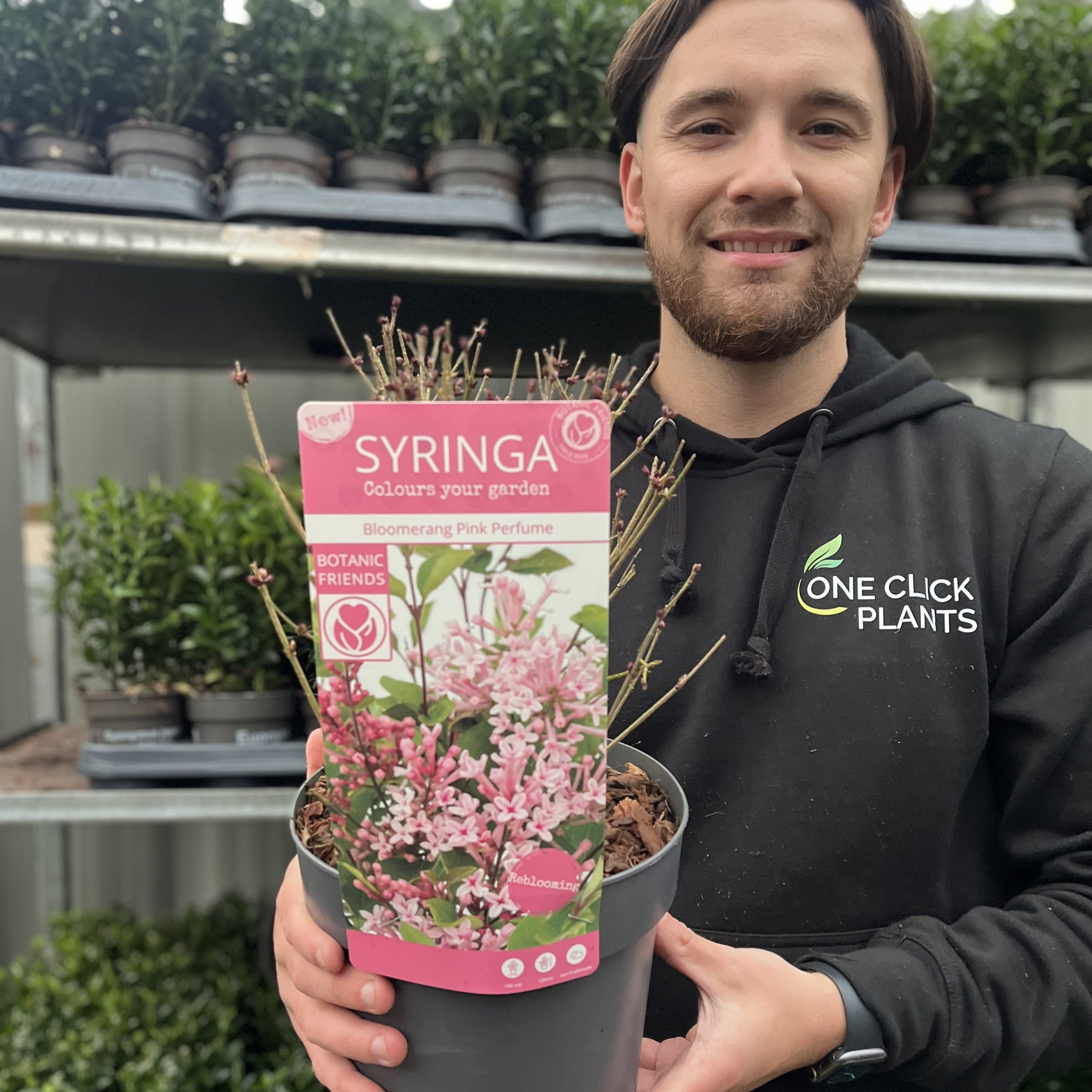 Syringa Meyeri Pink Perfume 3L