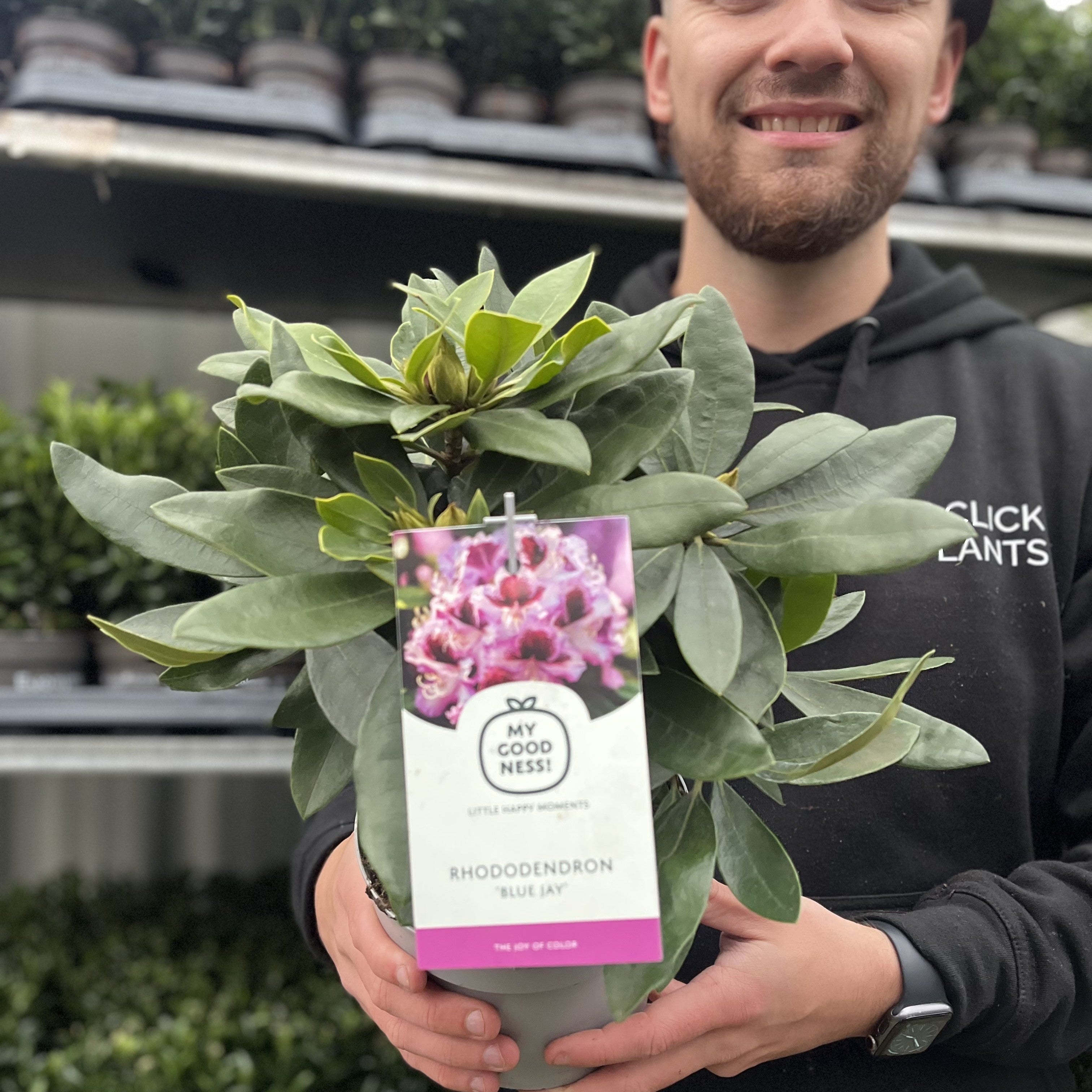 Rhododendron 'Blue Jay' 2L