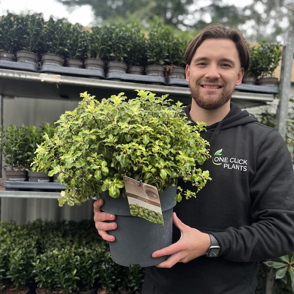 Pittosporum tenuifolium 'Gold Star' 9cm / 5L Ball