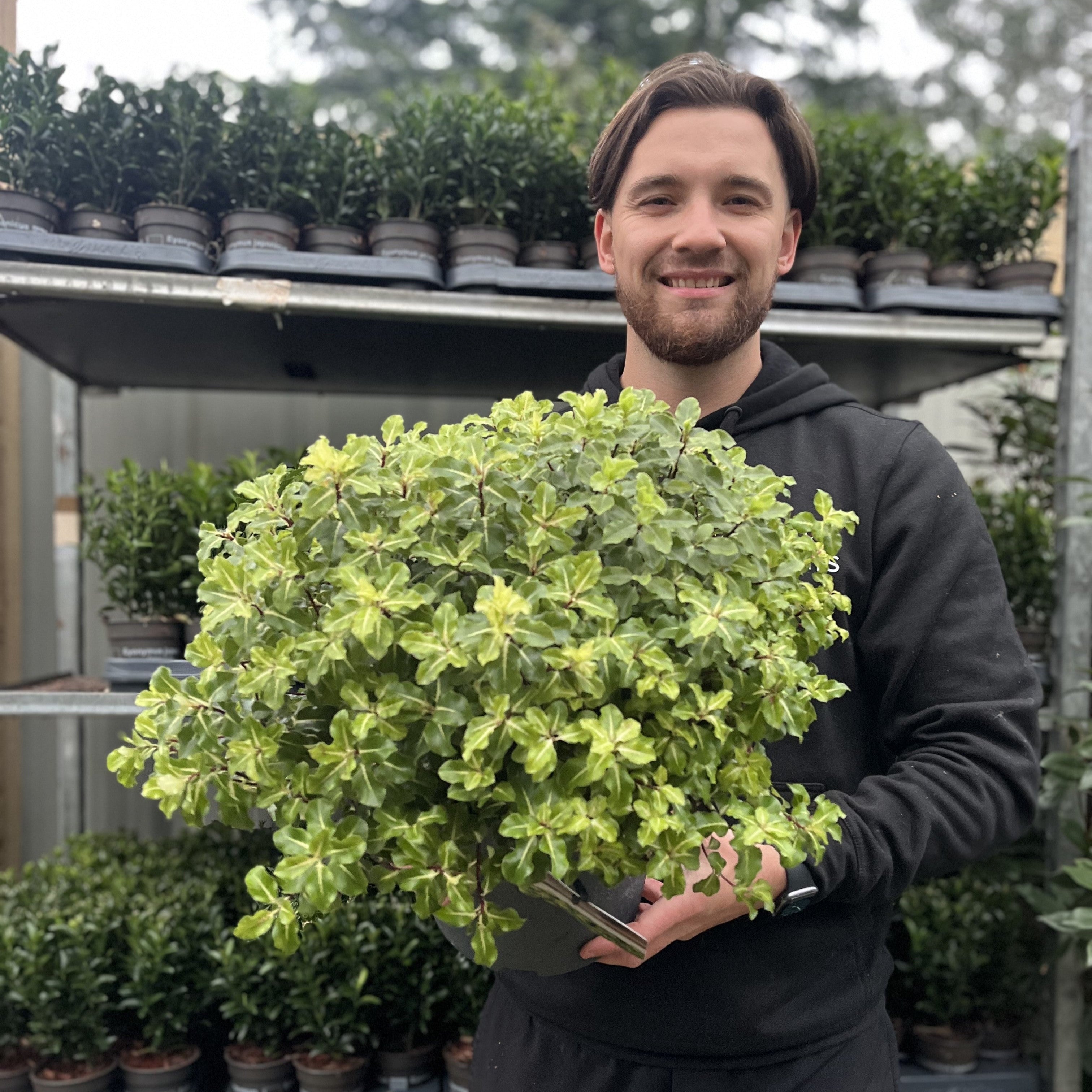 Pittosporum tenuifolium 'Gold Star' 9cm / 5L Ball