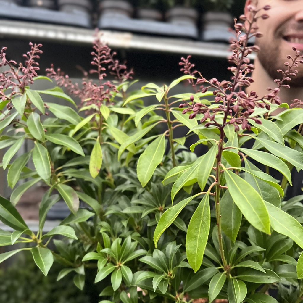 Pieris japonica 'Passion' 3L (50-60cm)