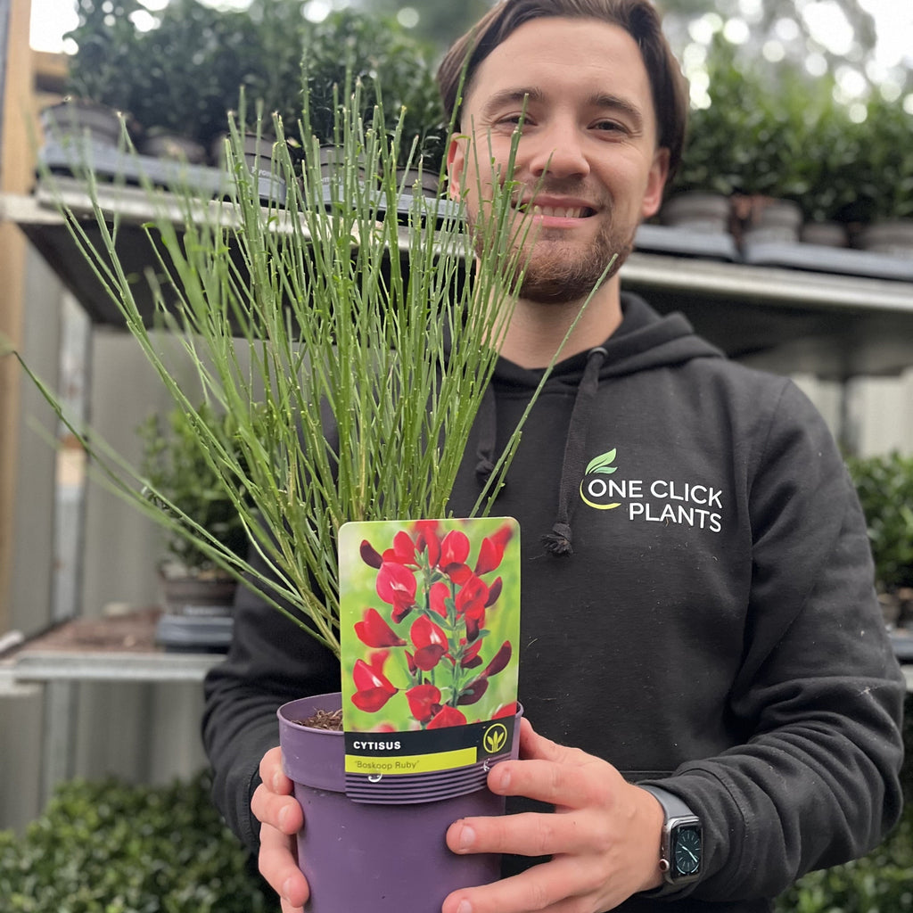 Cytisus x boskoopii 'Boskoop Ruby' 1.5L