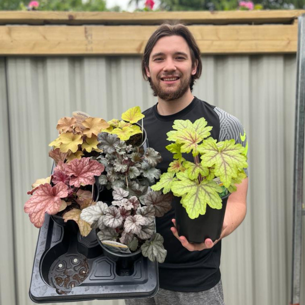 Heuchera 'Alabama Sunrise' 2L