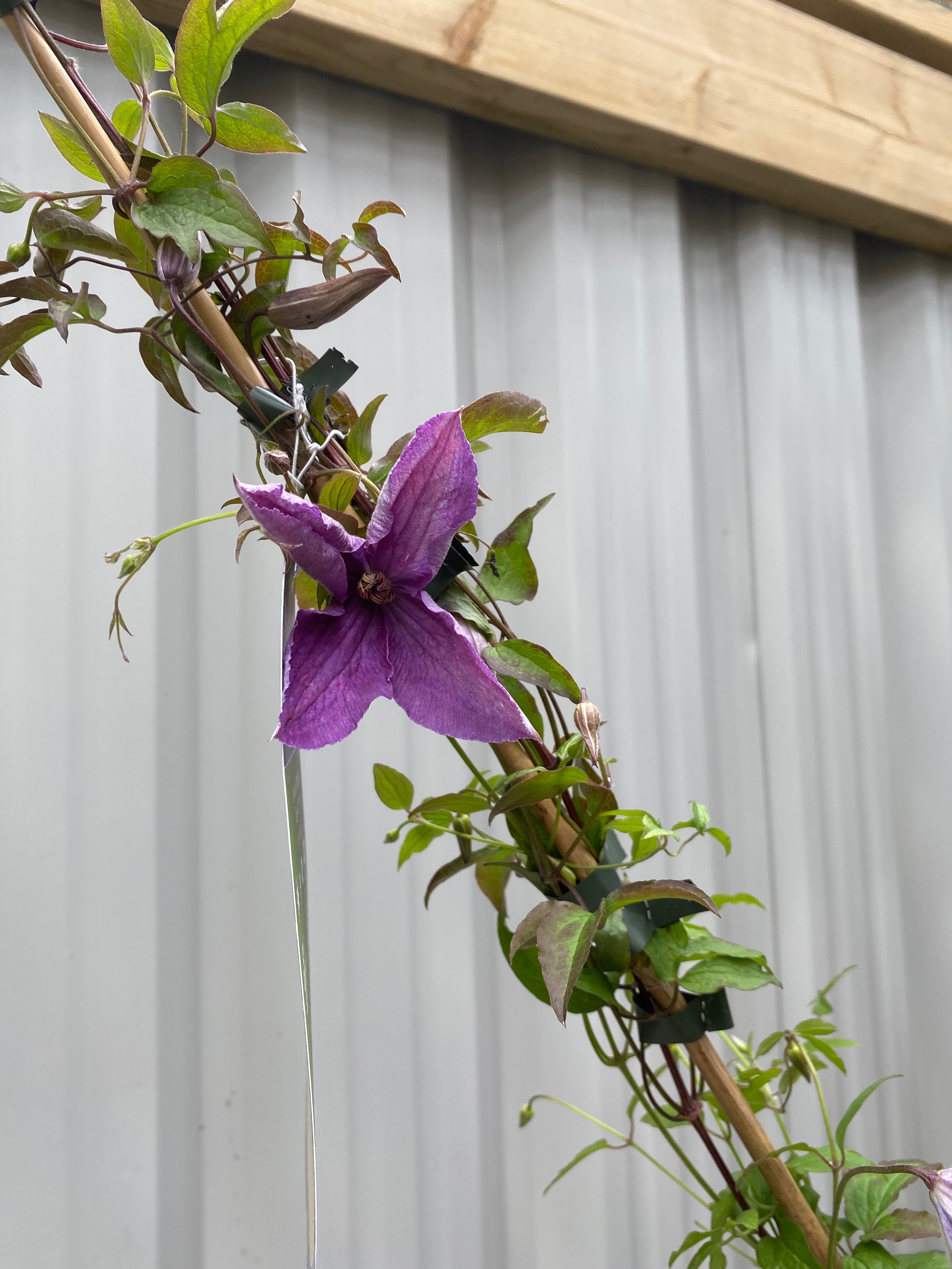 Clematis 'Sunny Sky' 90-95cm