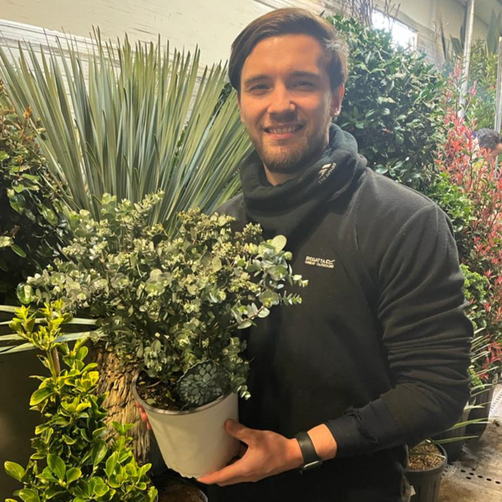 Eucalyptus pulverulenta 'Baby Blue' 9cm/2L