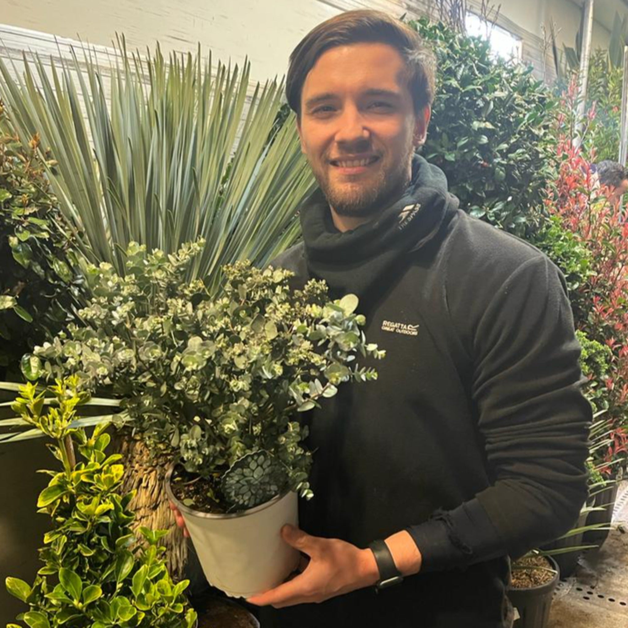 Eucalyptus pulverulenta 'Baby Blue' 9cm/2L