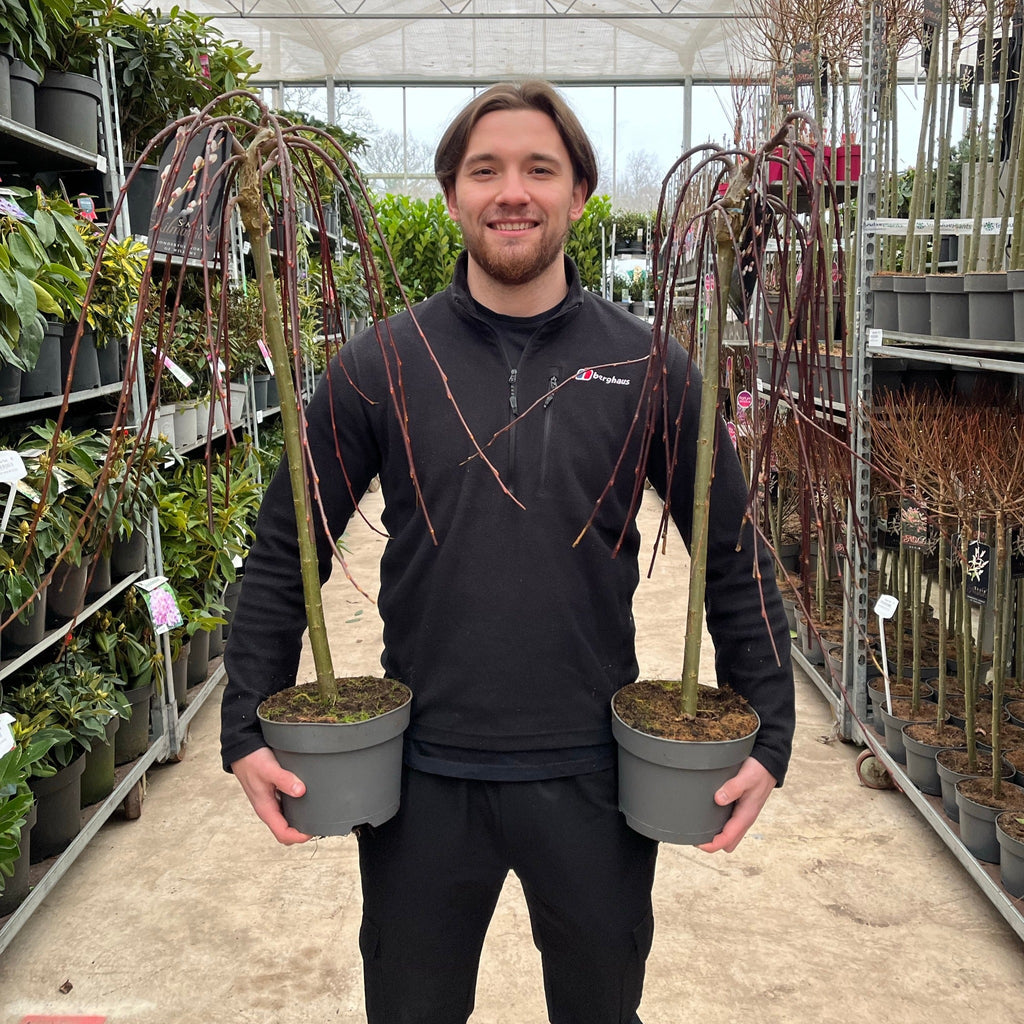 Salix 'Kilmarnock' Weeping Willow Standard