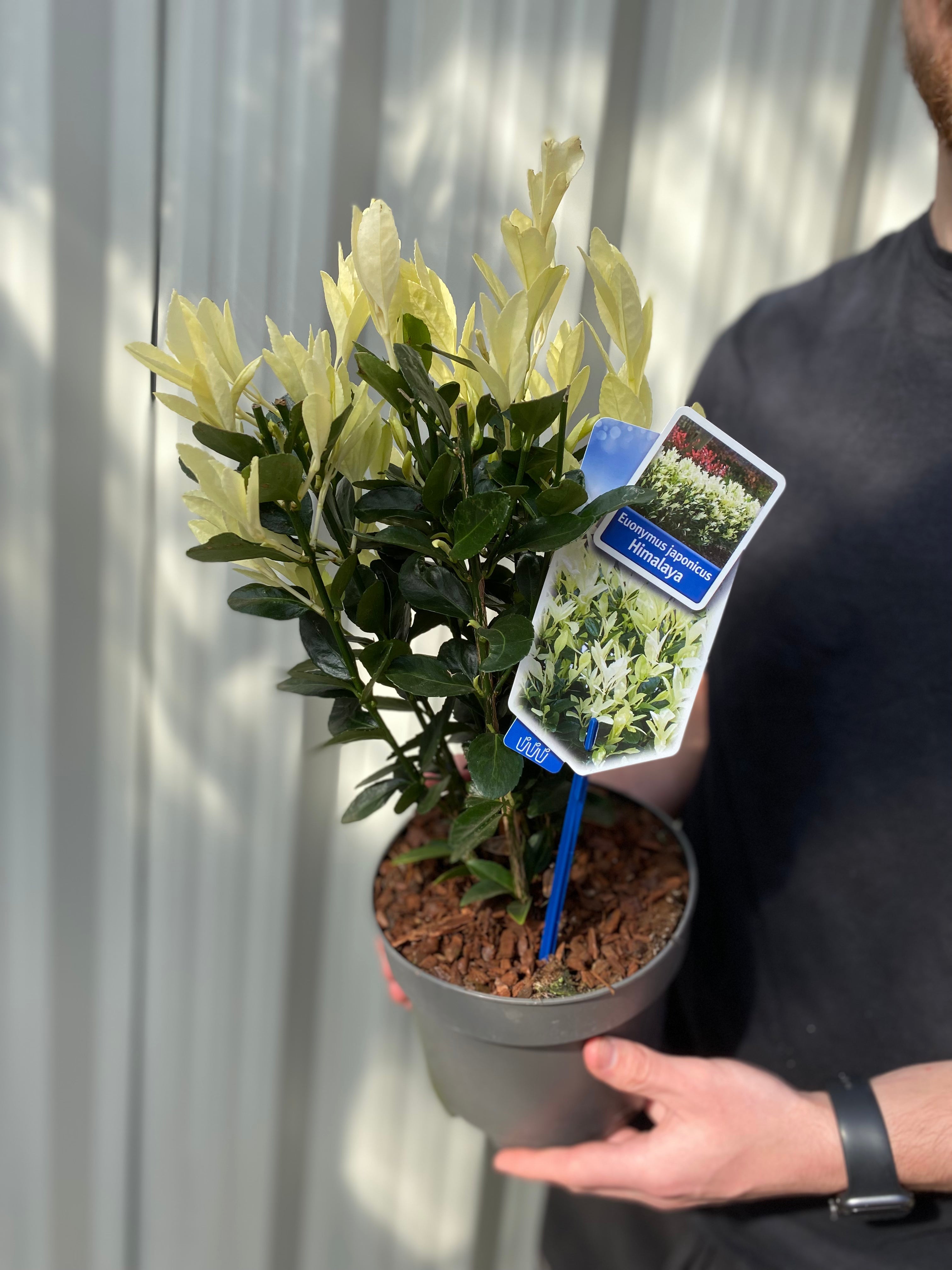 Euonymus japonica 'Himalaya' 9cm/2L/5L